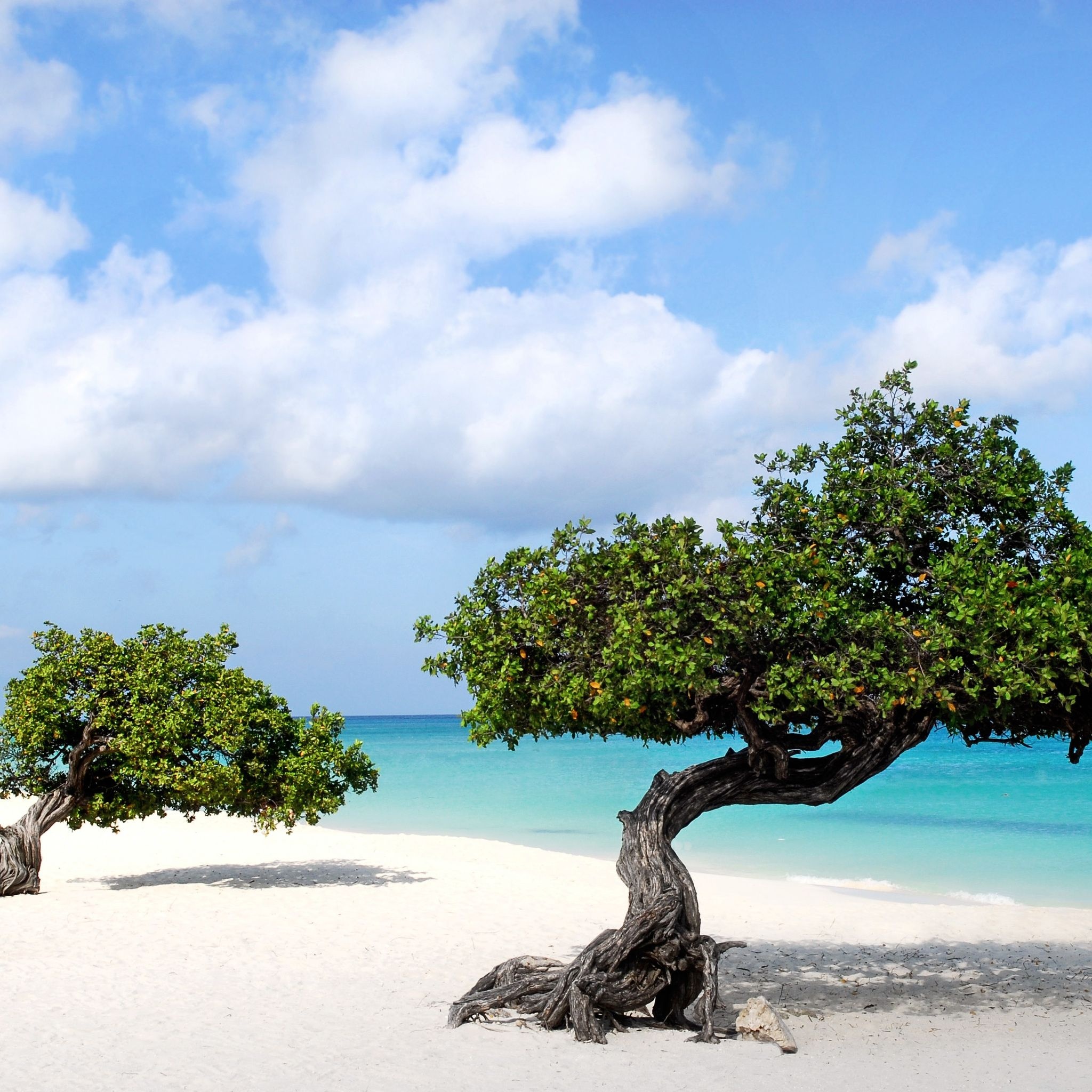 Aruba Island, Tropical wallpapers, Paradise vibes, Island escapes, 2050x2050 HD Phone
