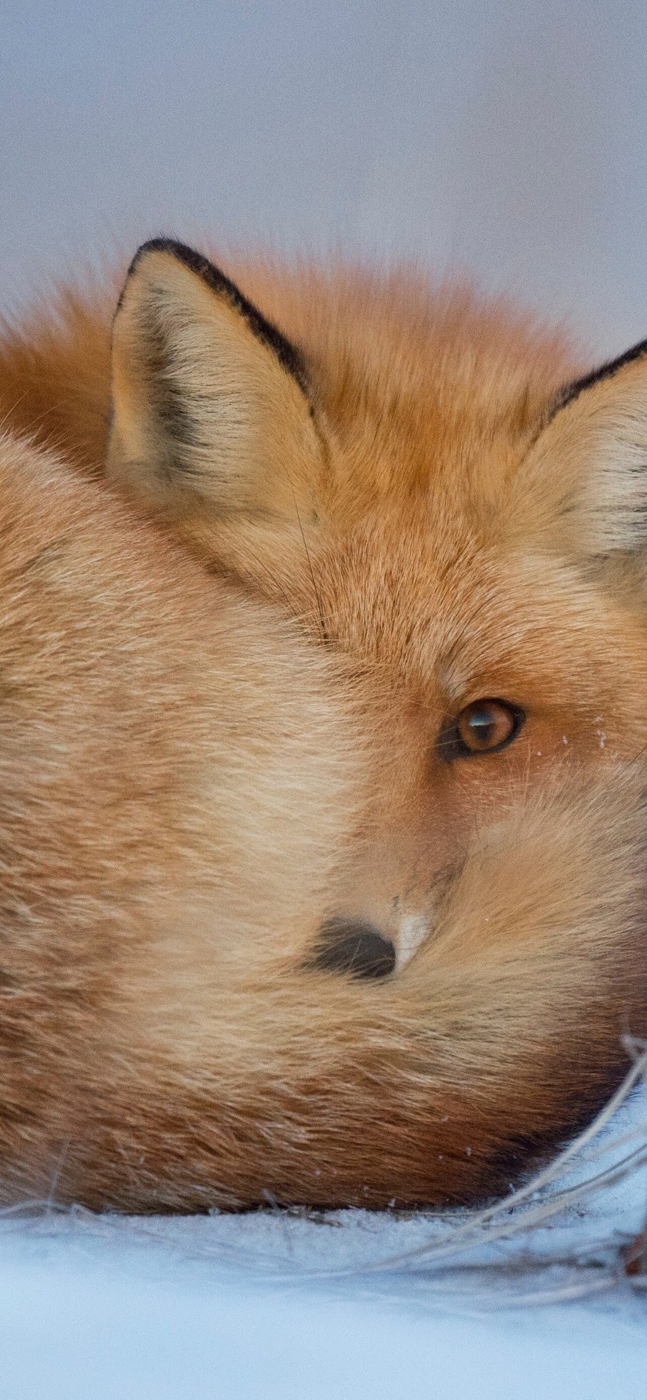 Fox: An animal, Rusty reddish-brown fur. 1290x2780 HD Wallpaper.