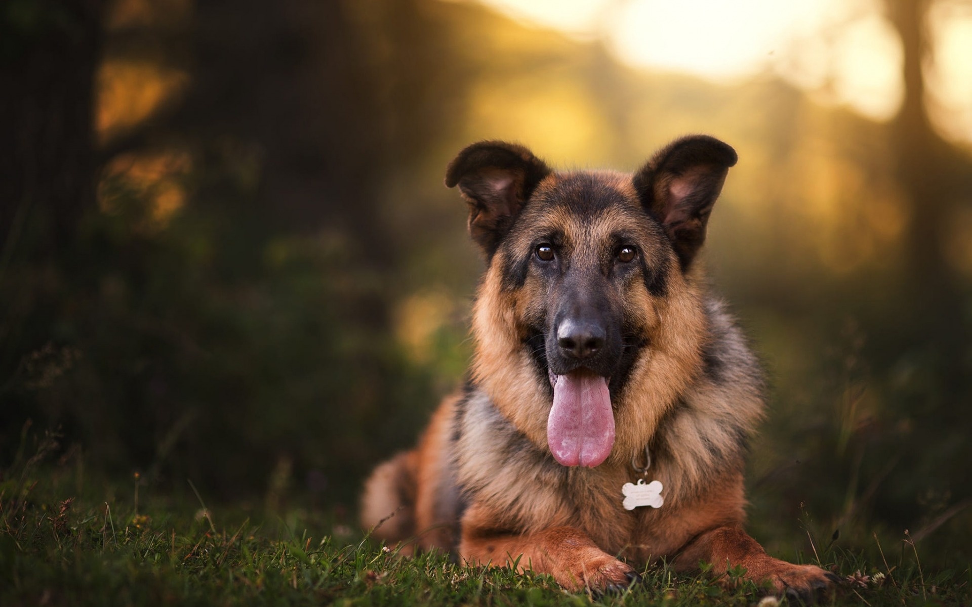 Pets, German Shepherd, Good dogs, High-quality pictures, 1920x1200 HD Desktop