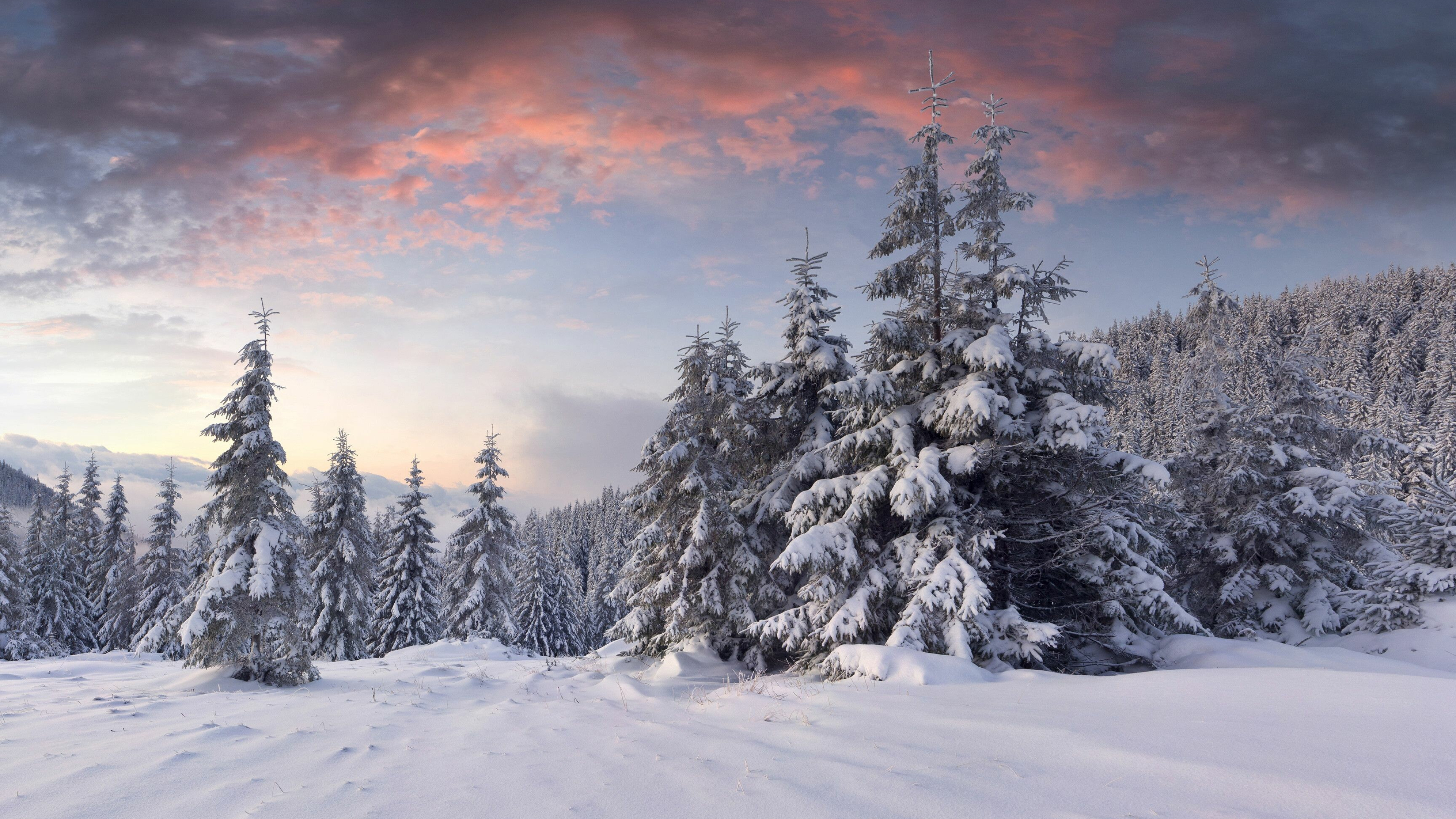 Winter: Snow-сovered forest, Seasonal changes, Chilly. 3840x2160 4K Background.