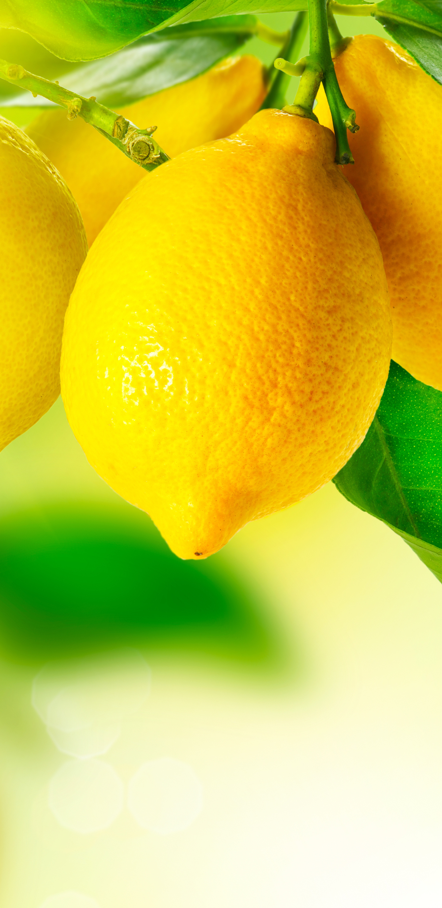 Lemon: Citrus, A rich source of vitamin C. 1440x2960 HD Wallpaper.