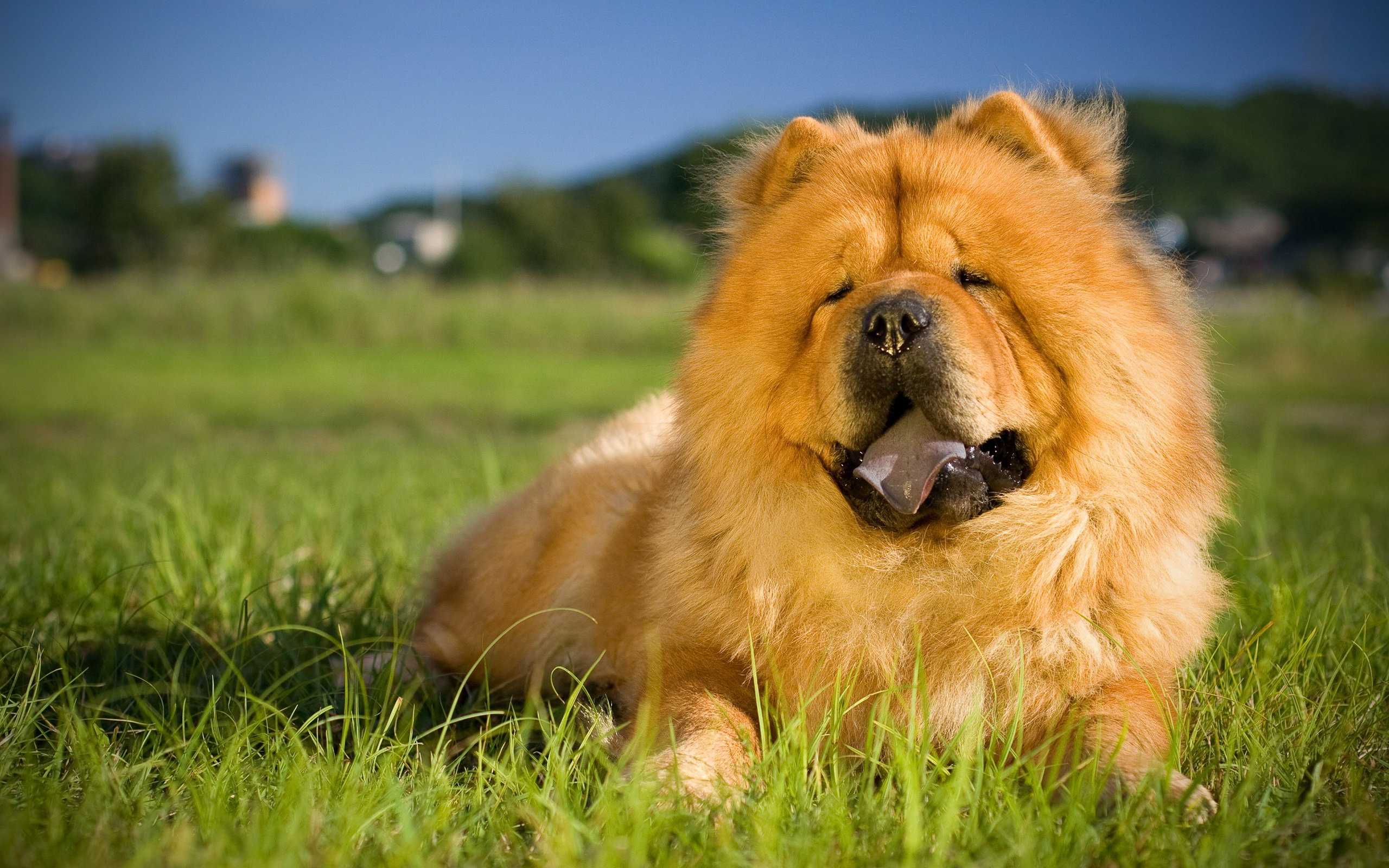 Chow Chow on grass, Furry dog, Green surroundings, Cute pets, 2560x1600 HD Desktop