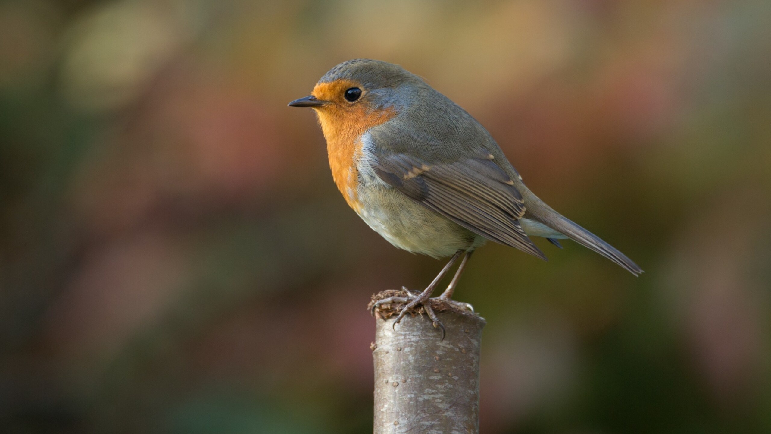 Robin bird photography, High-definition wallpapers, Stunning resolution, Picture-perfect, 2560x1440 HD Desktop