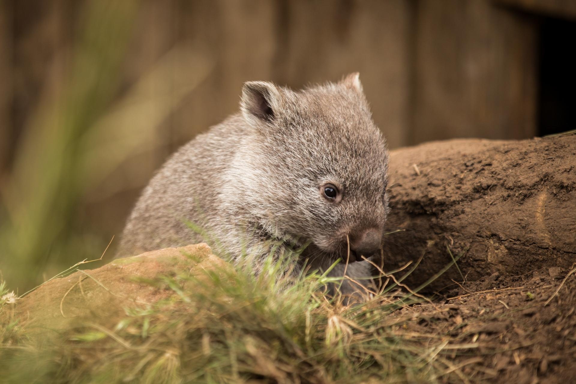 Australian beuteltier, Wombat species, Down Under, 1920x1280 HD Desktop
