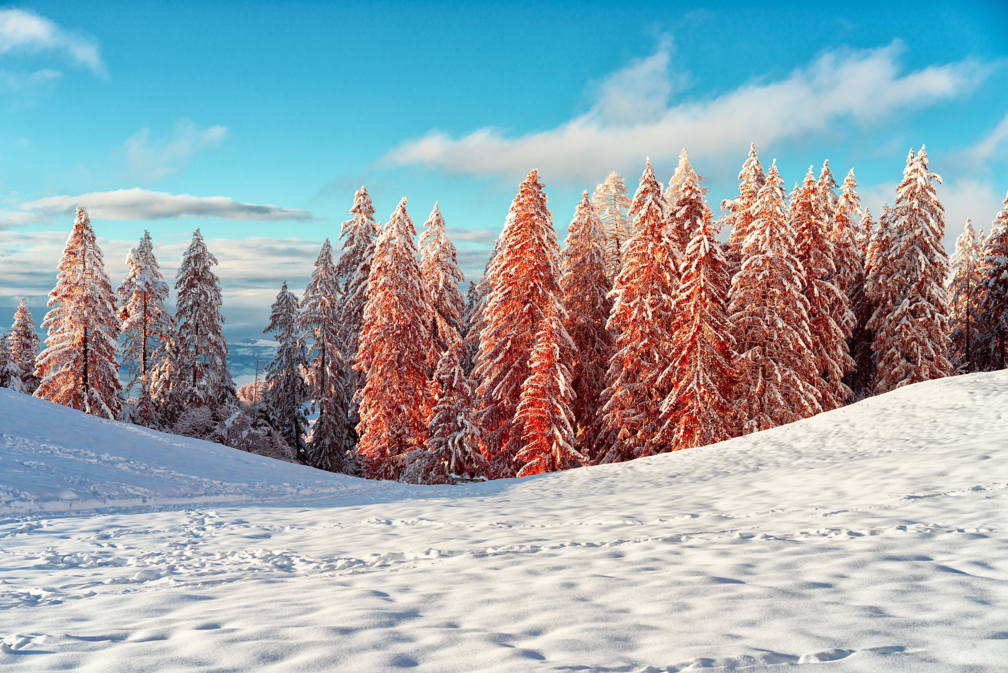 Spruce HD wallpapers, Nature backgrounds, Breathtaking views, Refreshing green, 2000x1340 HD Desktop