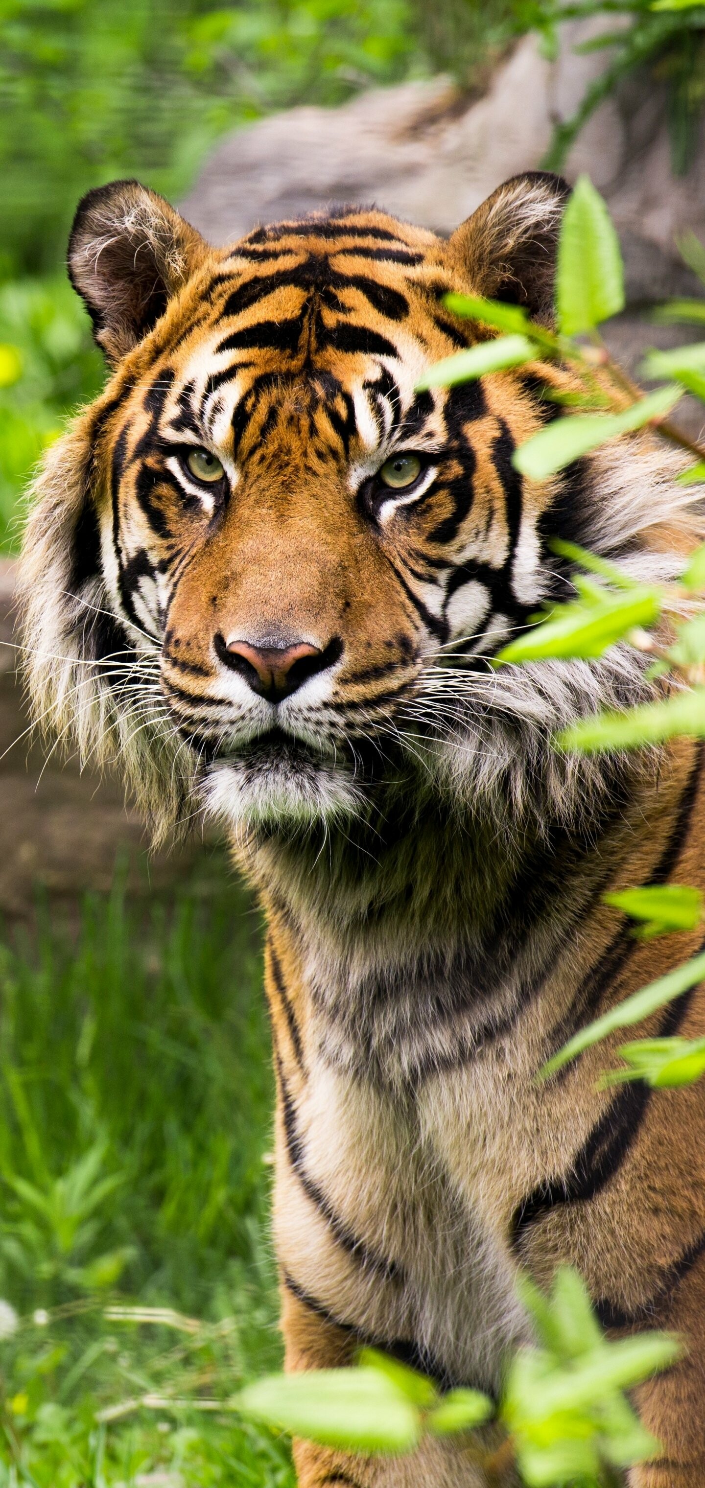 Animal Tiger, Savage predator, Natural instincts, Wildlife fascination, 1440x3040 HD Phone