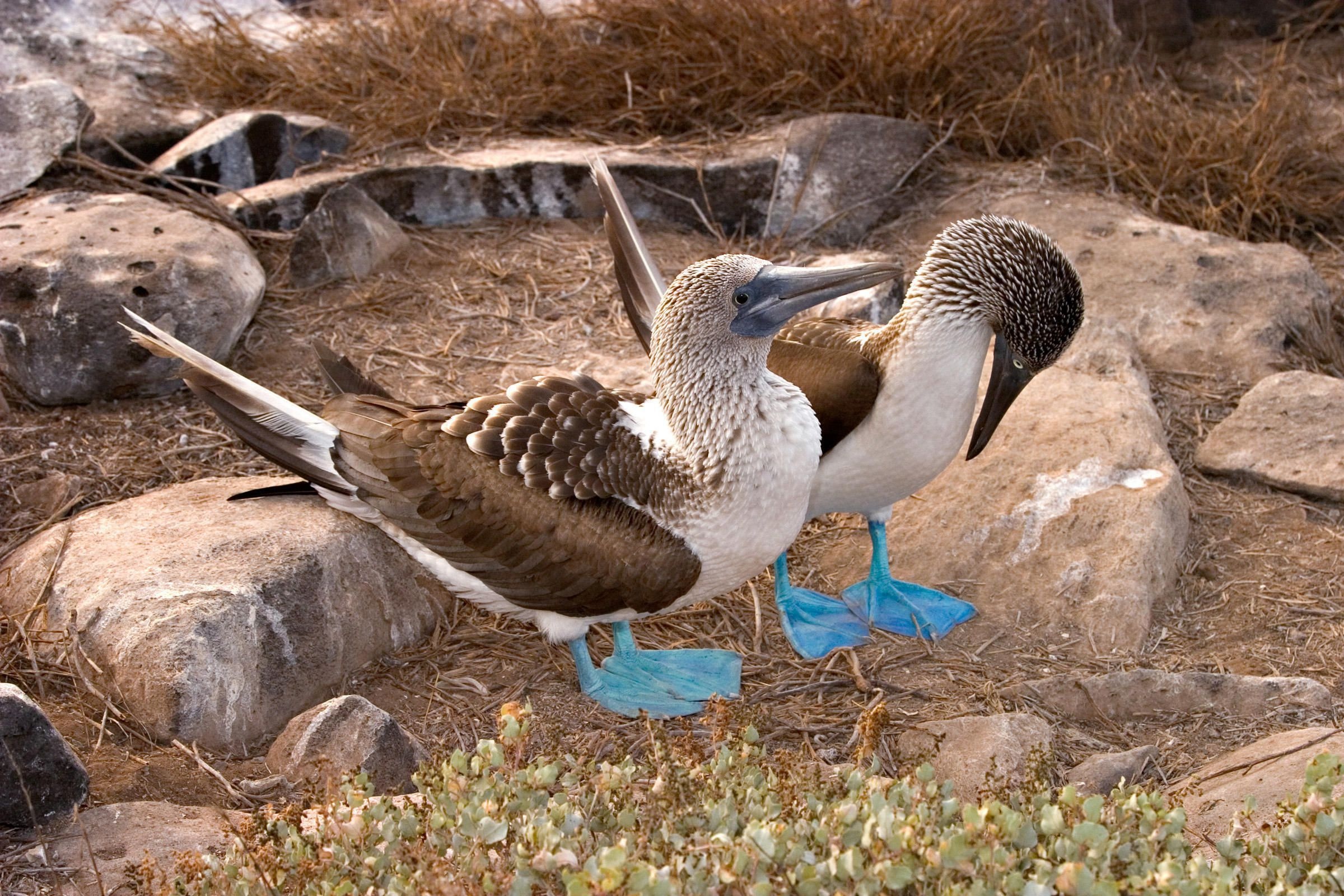 Blue footed booby, High definition wallpapers, Bird, Adorable, 2400x1600 HD Desktop