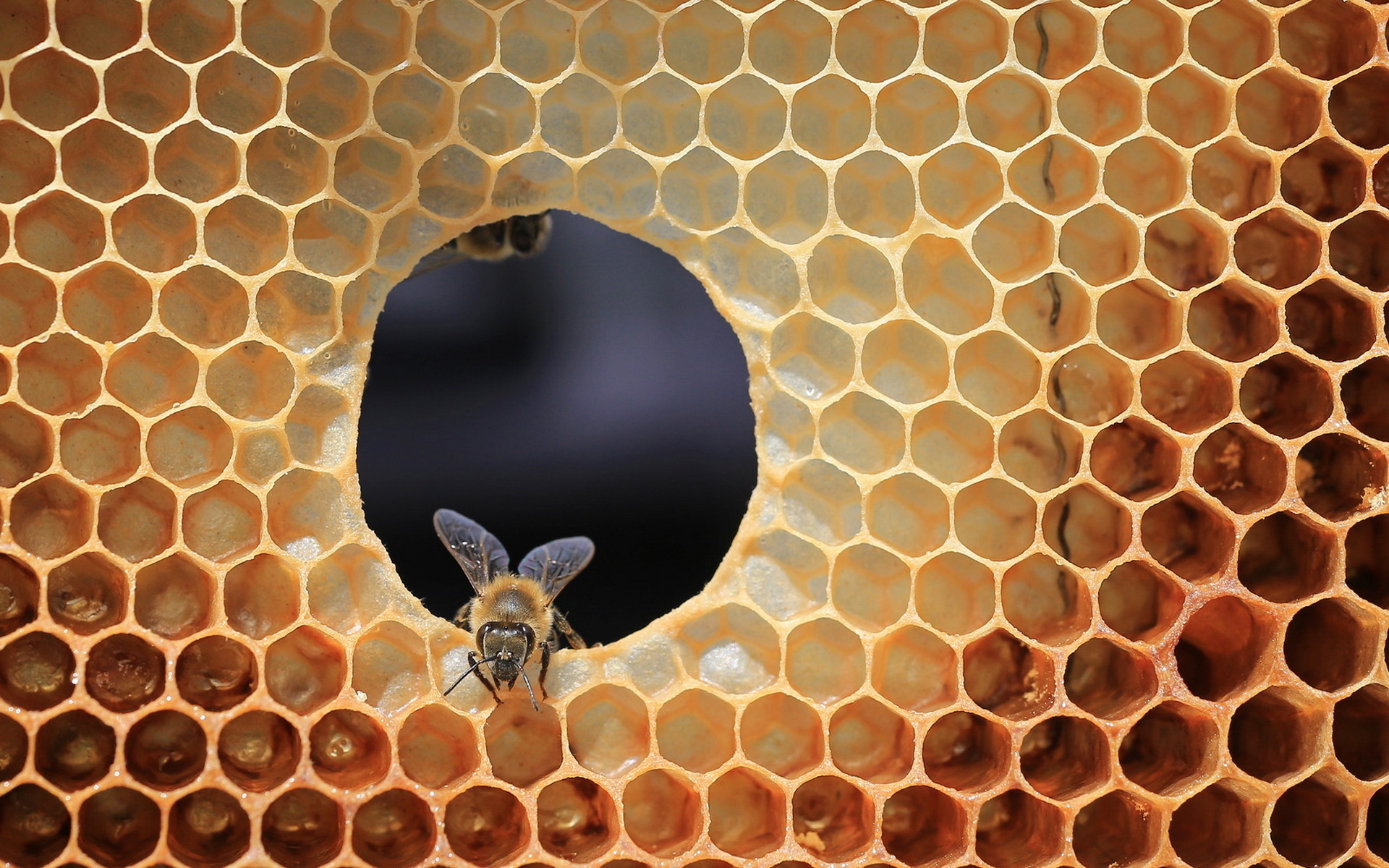 Beehive, Honeycomb structure, Nature's architecture, Pollination process, 1920x1200 HD Desktop