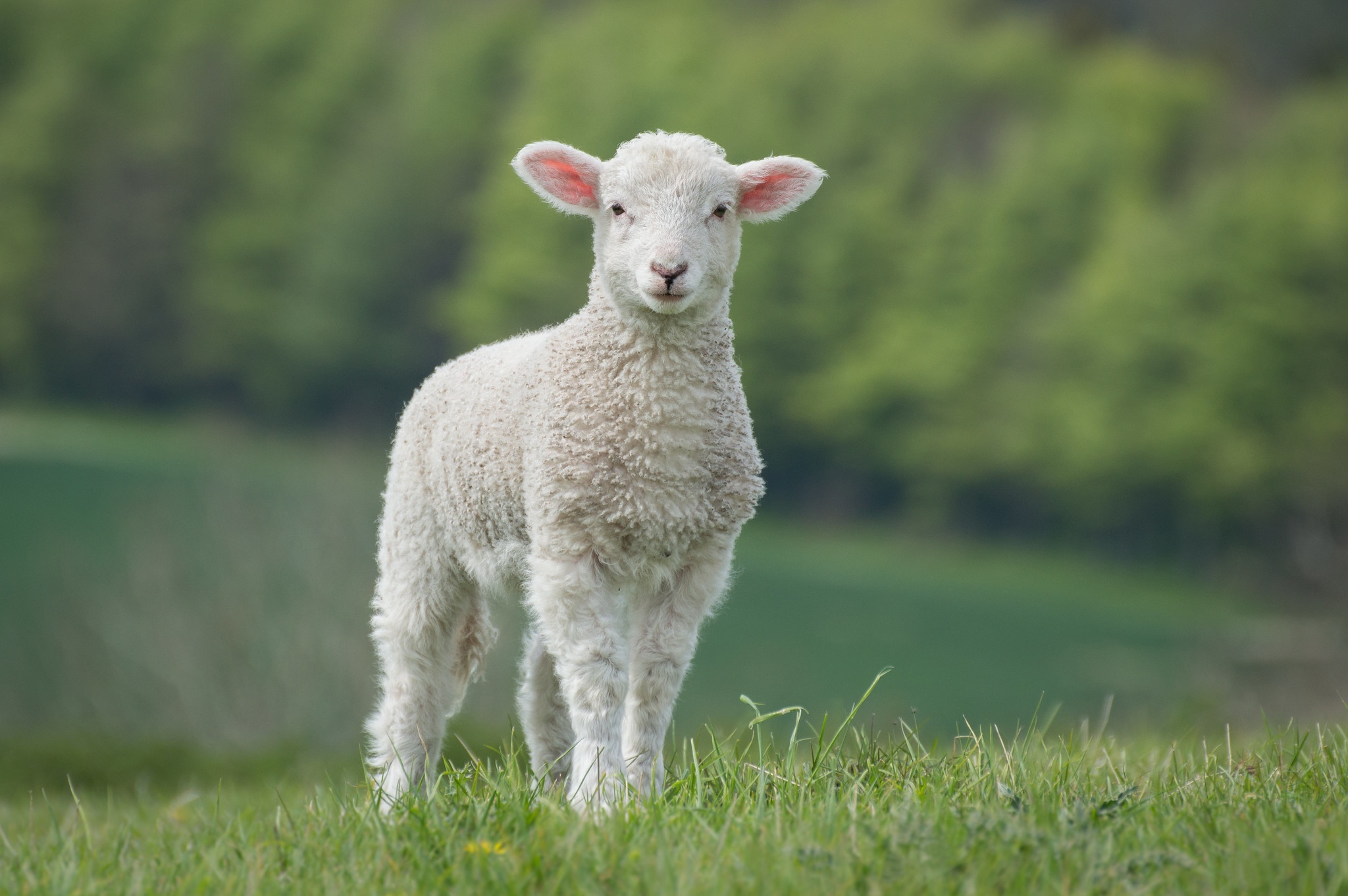 Sheep close-up, Beautiful gaze, Soft wool, Nature's beauty, 2050x1370 HD Desktop