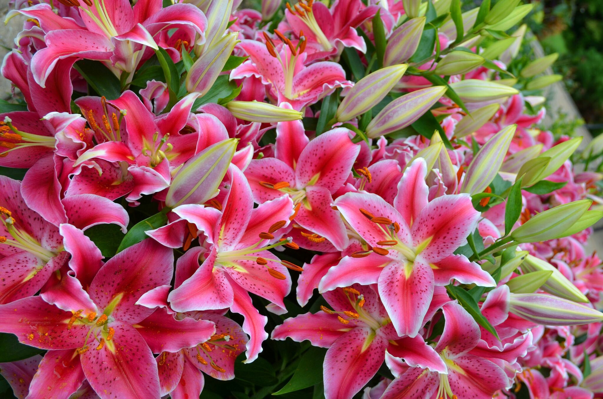 Lily: They are used in herbaceous borders, woodland and shrub plantings, and as patio plants. 2050x1360 HD Wallpaper.