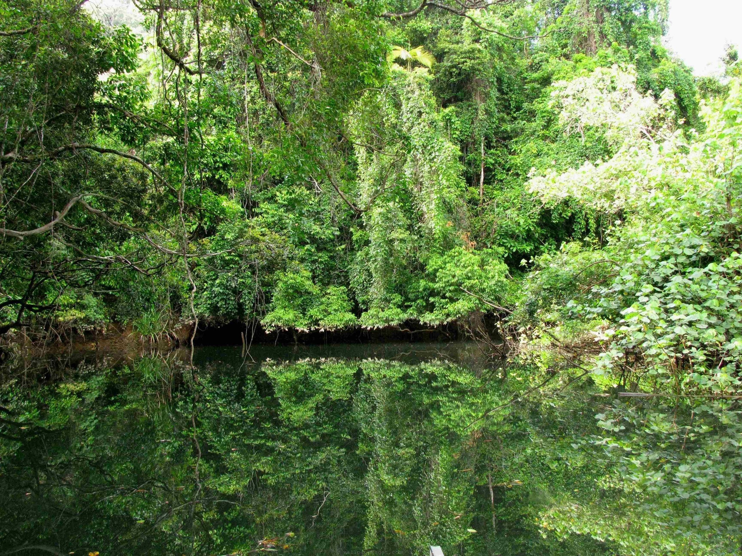 Daintree National Park, Pristine rainforest, Diverse wildlife, Ancient ecosystem, 2560x1920 HD Desktop