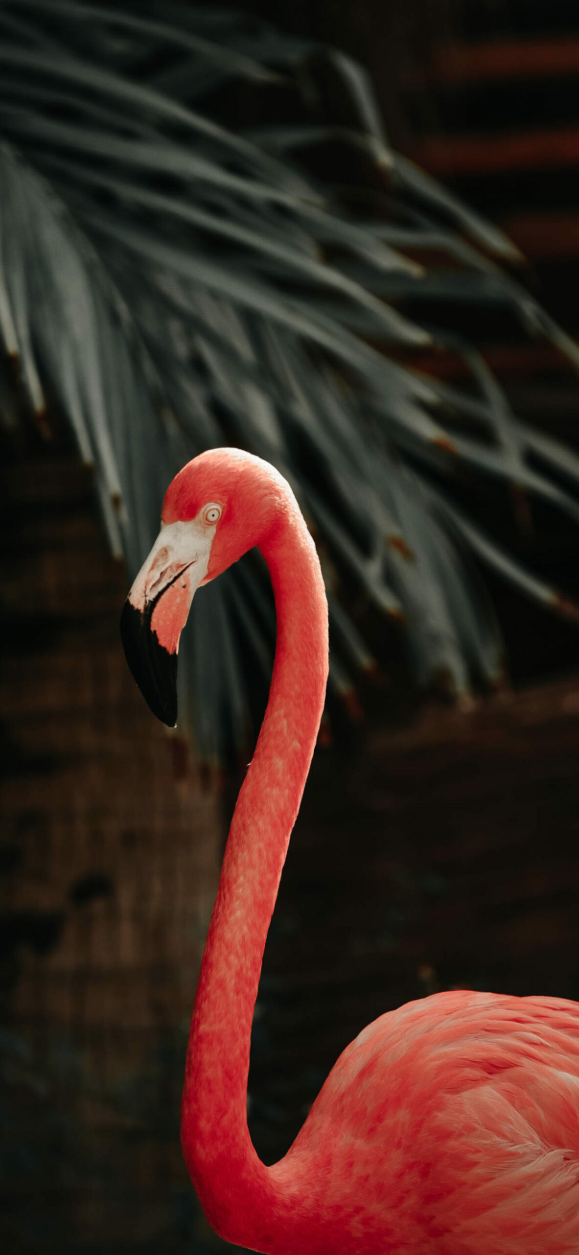 Flamingo: A pink wading bird, Belong to the Phoenicopteridae family. 1190x2560 HD Background.