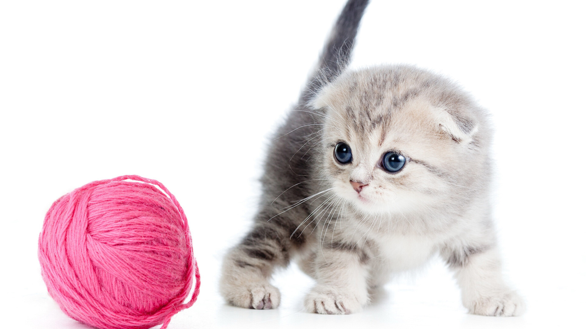Scottish Fold: Distinguishable by their folded ears, Kitten. 1920x1080 Full HD Background.