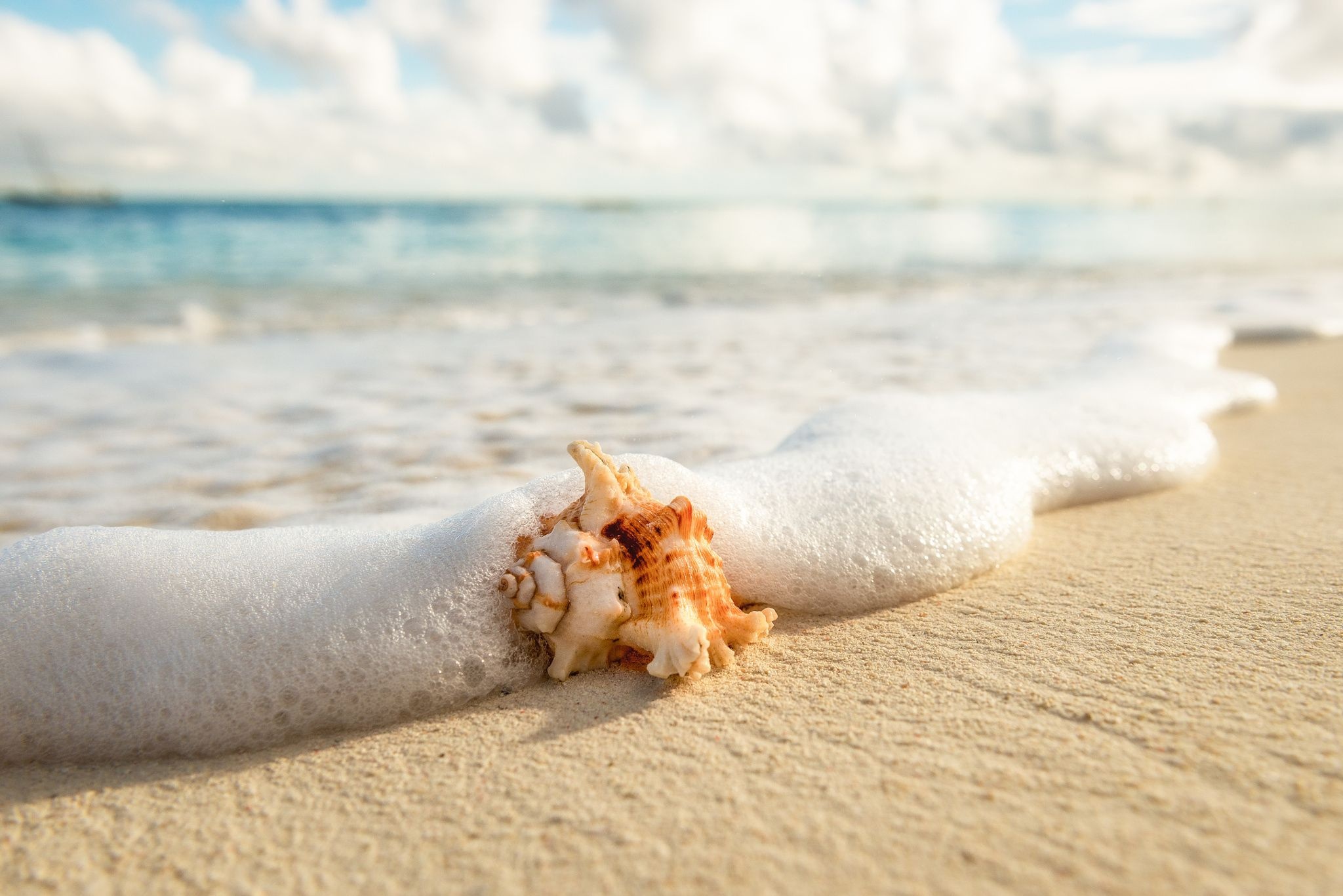 Shell on Beach, Zanzibar, Serene beauty, Coastal paradise, 2050x1370 HD Desktop