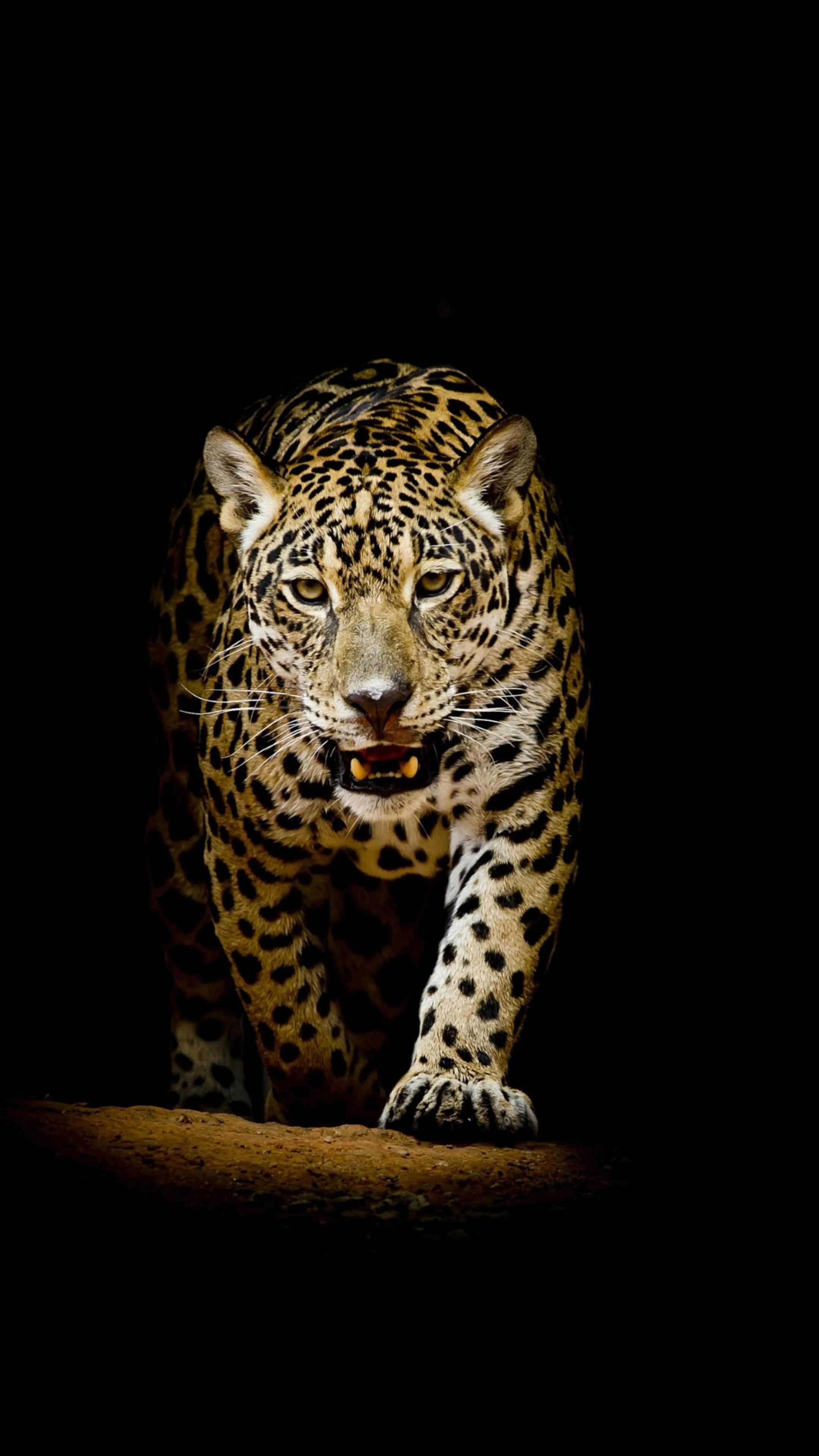 Jungle Animal, Amoled animal wallpaper, Divine leopard and jaguar, Stunning wildlife art, 2160x3840 4K Handy