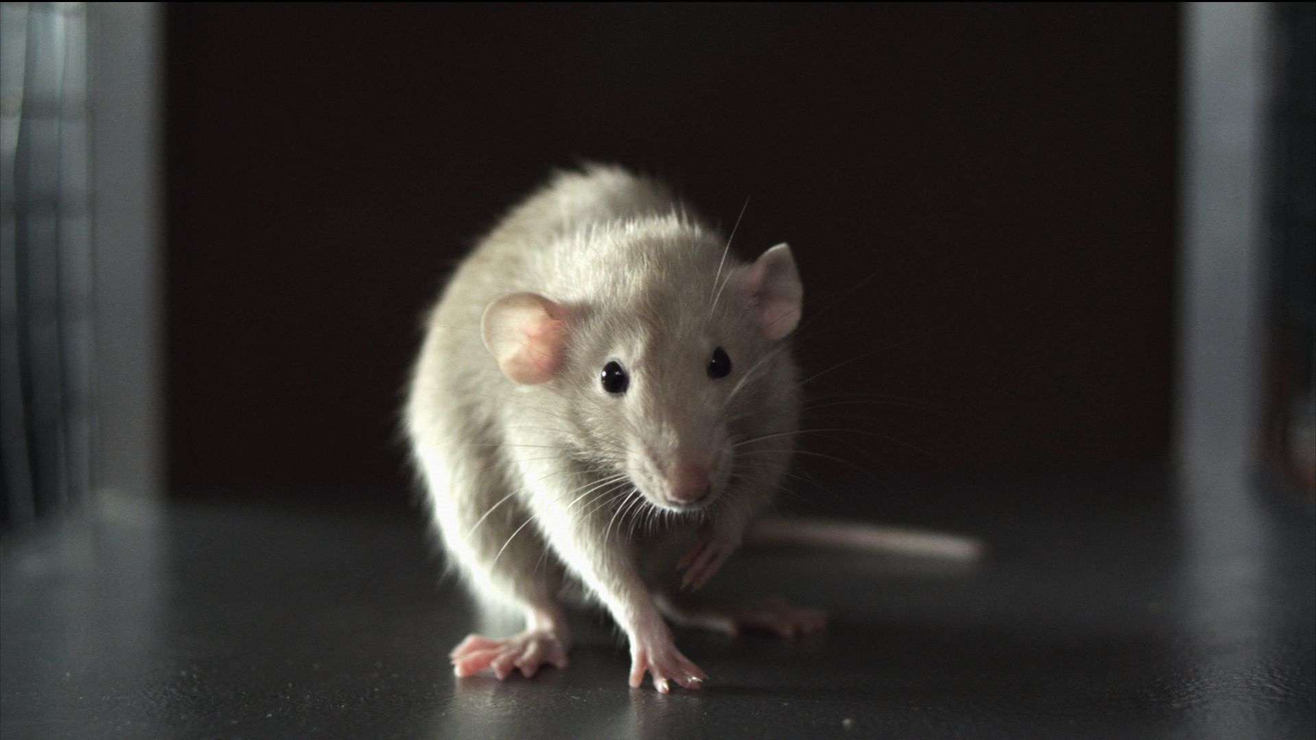 Review of Rat movie, Addiction Incorporated analysis, Slant Magazine critique, Film review, 1920x1080 Full HD Desktop