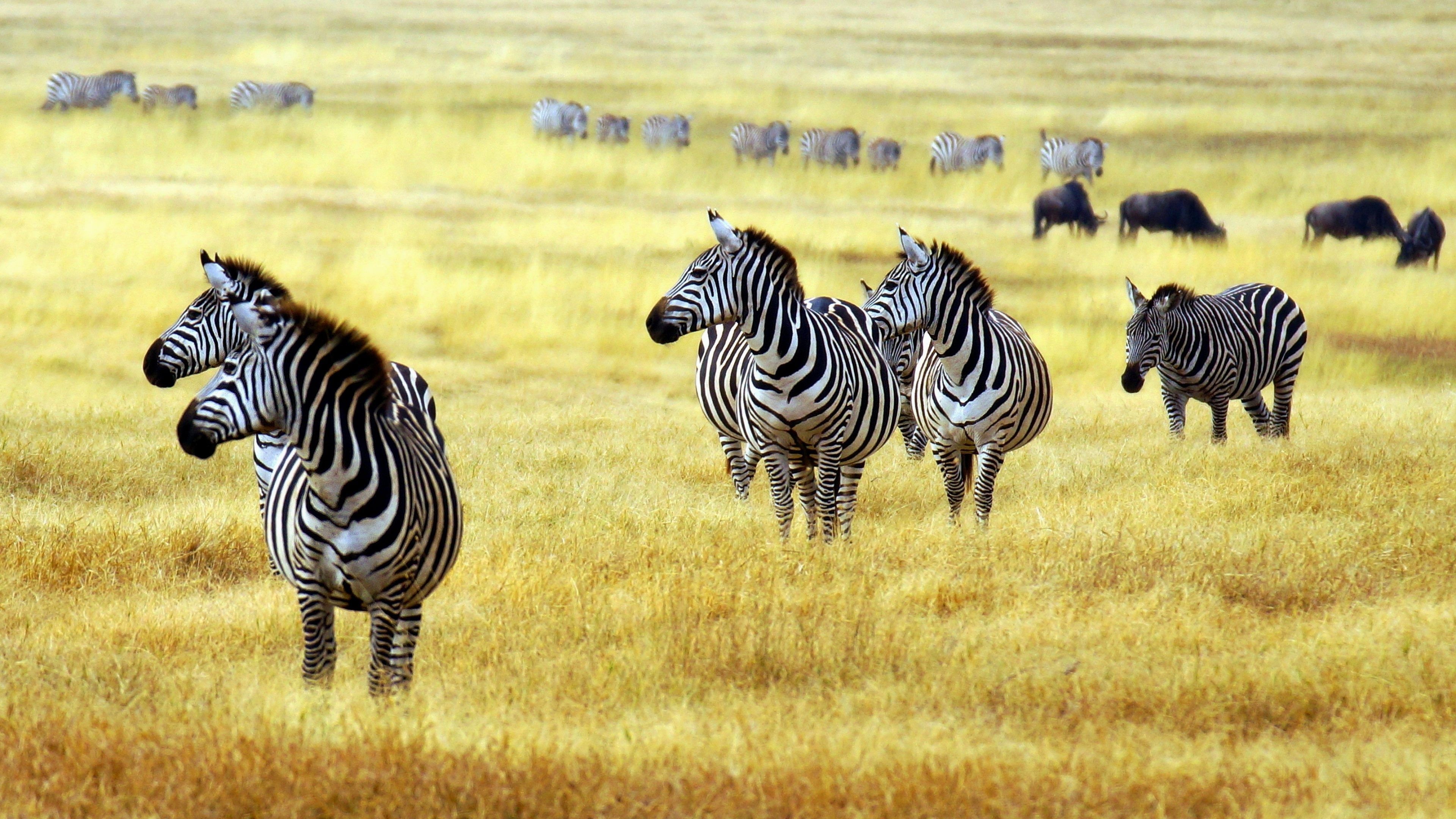 Etosha National Park, African grassland, Wildlife habitat, Striking landscapes, 3840x2160 4K Desktop