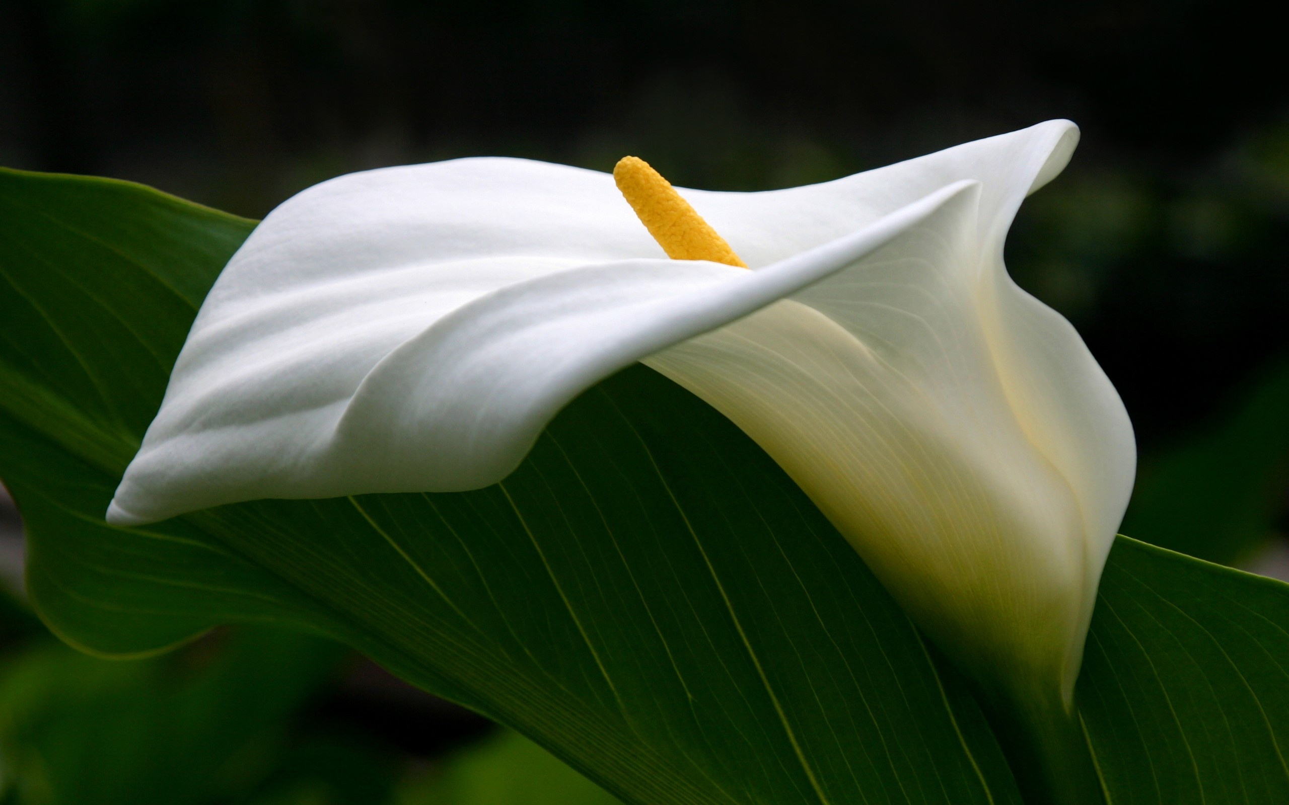 Calla Lily: The greenish-yellow inflorescence is produced on a spadix about 4–6 cm long. 2560x1600 HD Wallpaper.