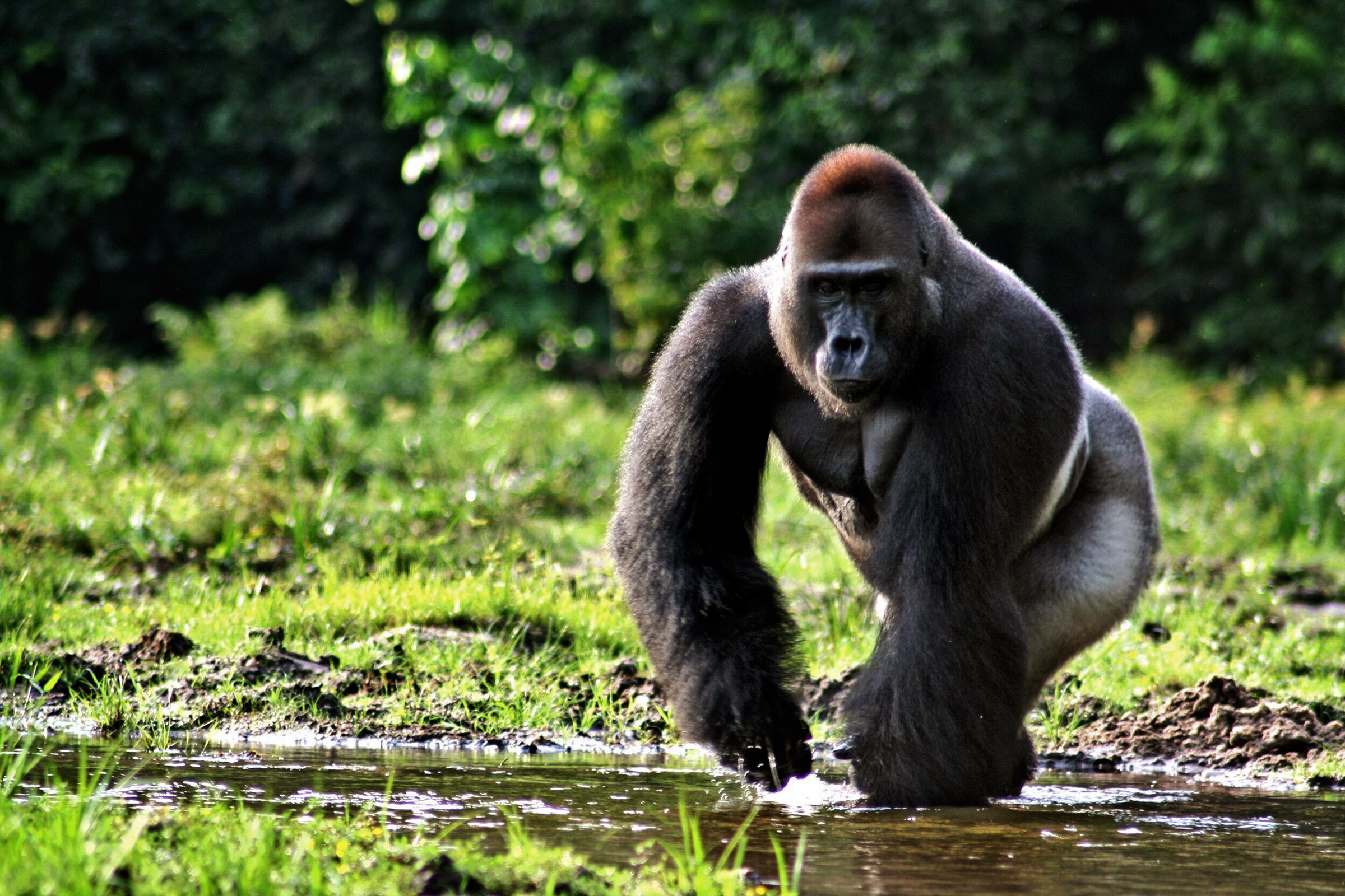 Gorilla portrait, Intense gaze, Stunning background, High definition, 2400x1600 HD Desktop