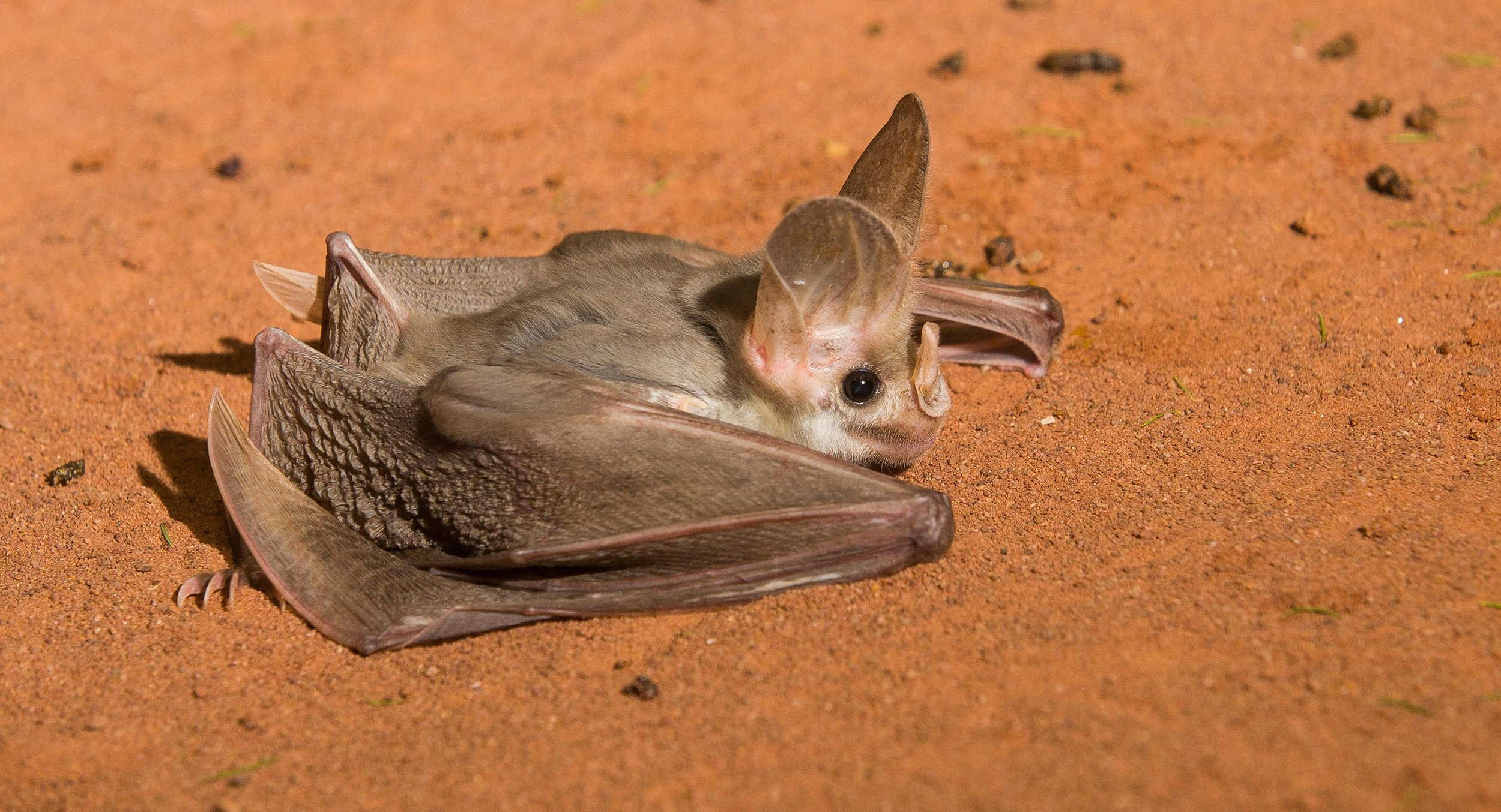 Australian ghost bat, Vampire-like, Unique species, Sweetest bat, 2500x1360 HD Desktop
