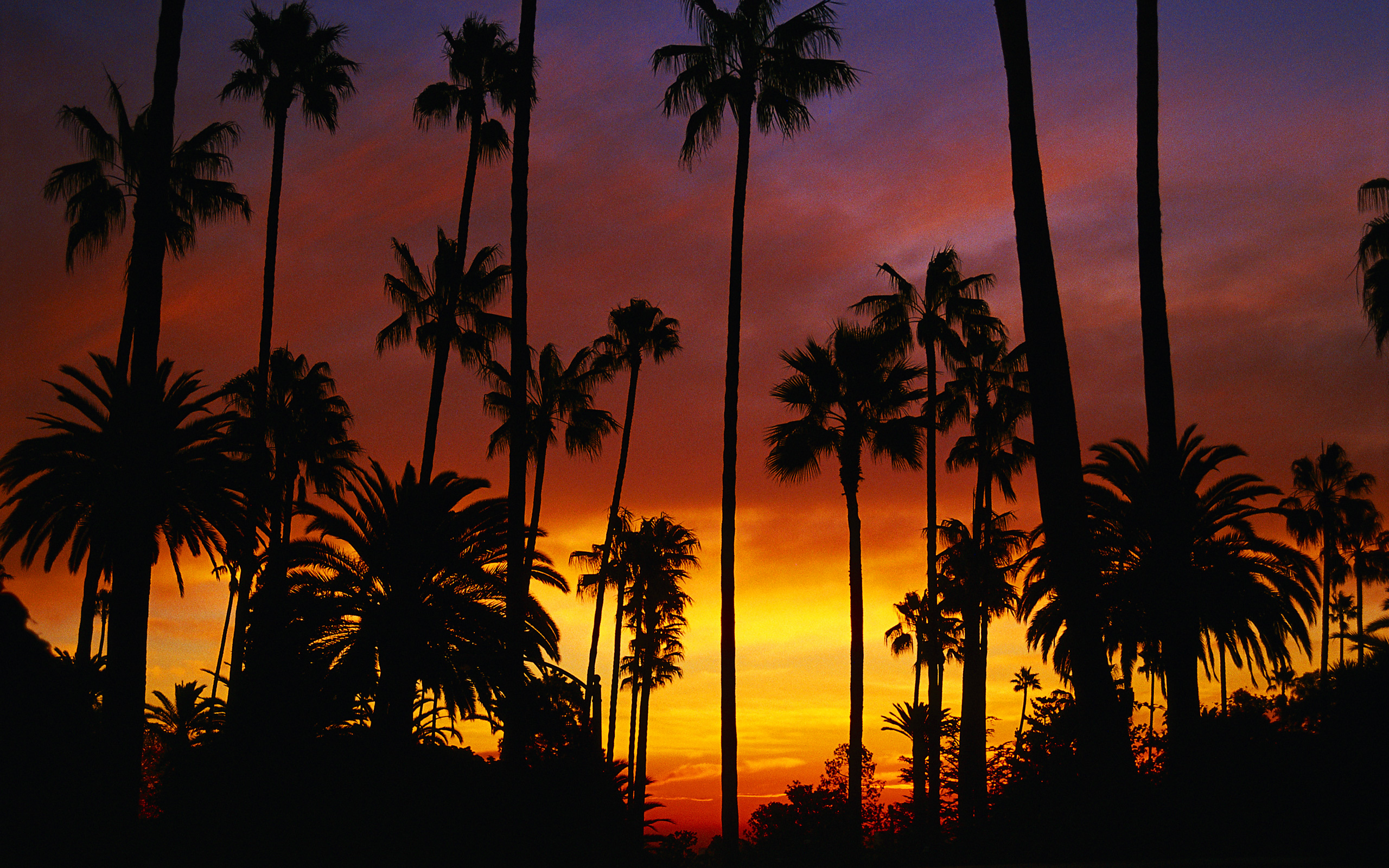 California, Sunrise wallpapers, Stunning views, Beaches and palm trees, 2560x1600 HD Desktop