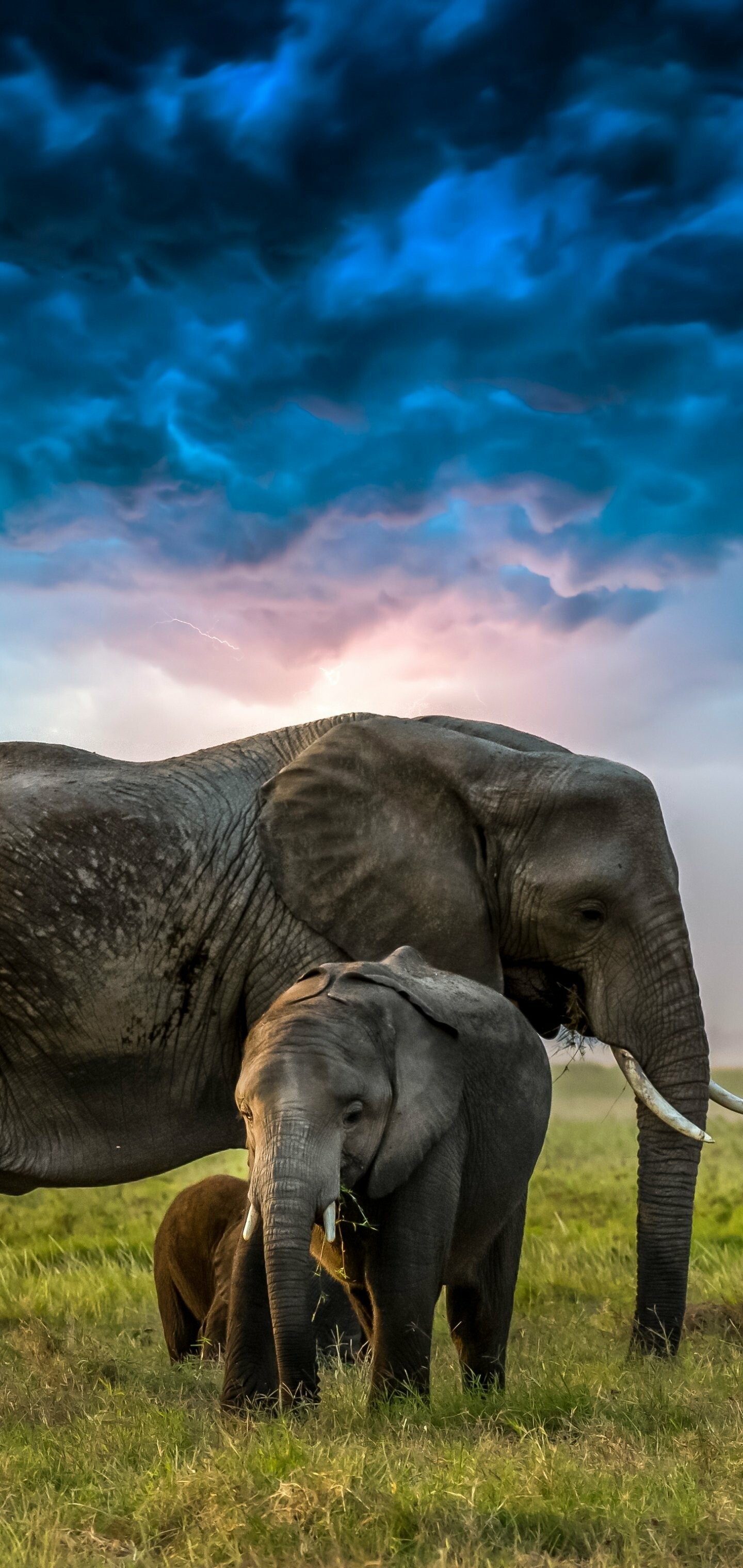 Elephant: They are considered to be keystone species, due to their impact on their environments. 1440x3040 HD Wallpaper.