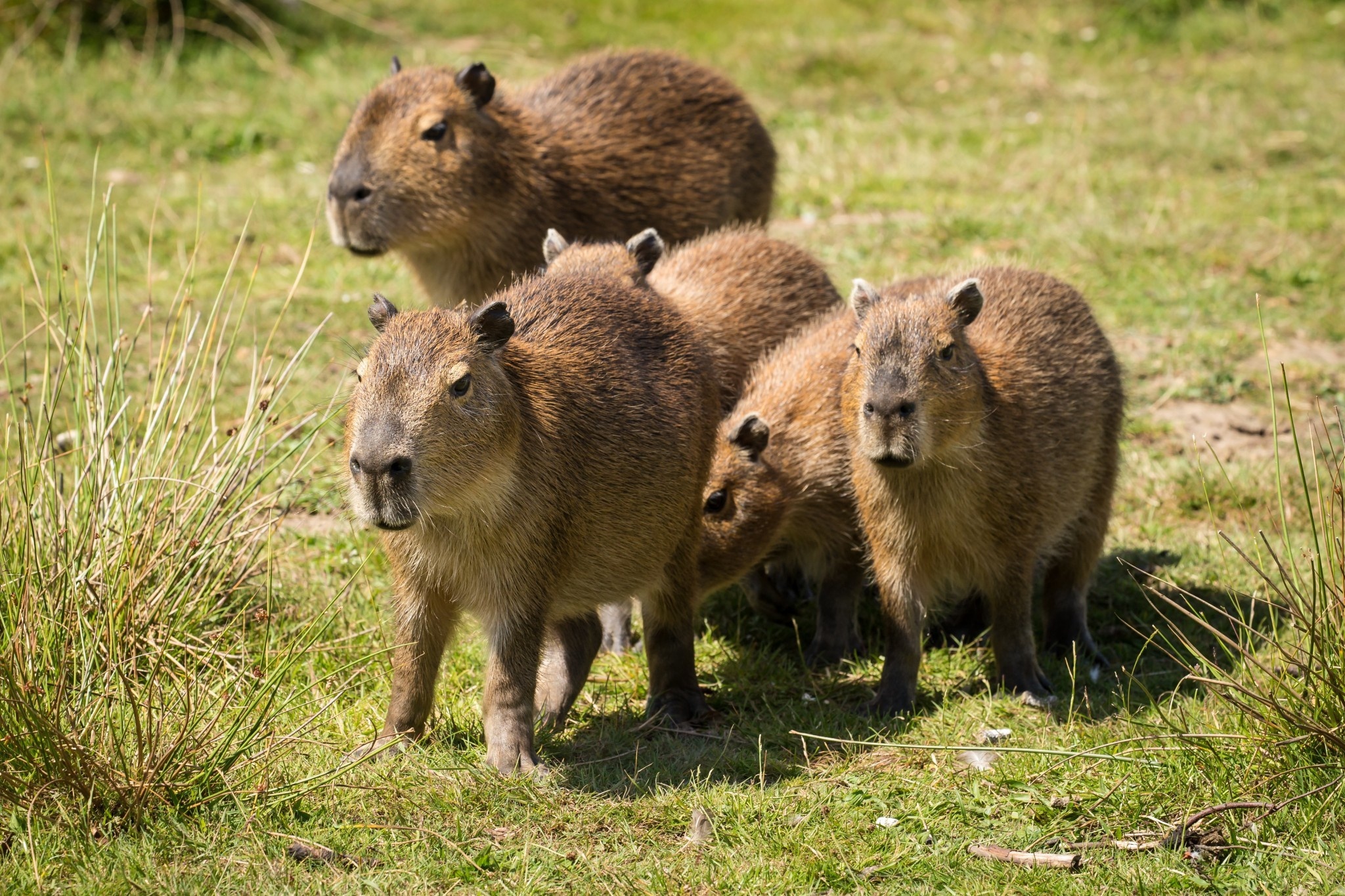 Capybara high definition, Beautiful background, Animal charm, Wallpapers, 2050x1370 HD Desktop