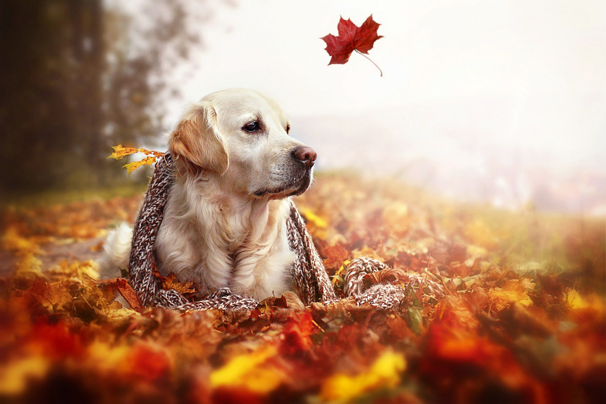 Aidi dog, Fall season, Adorable pet, Fall dog, 2000x1340 HD Desktop