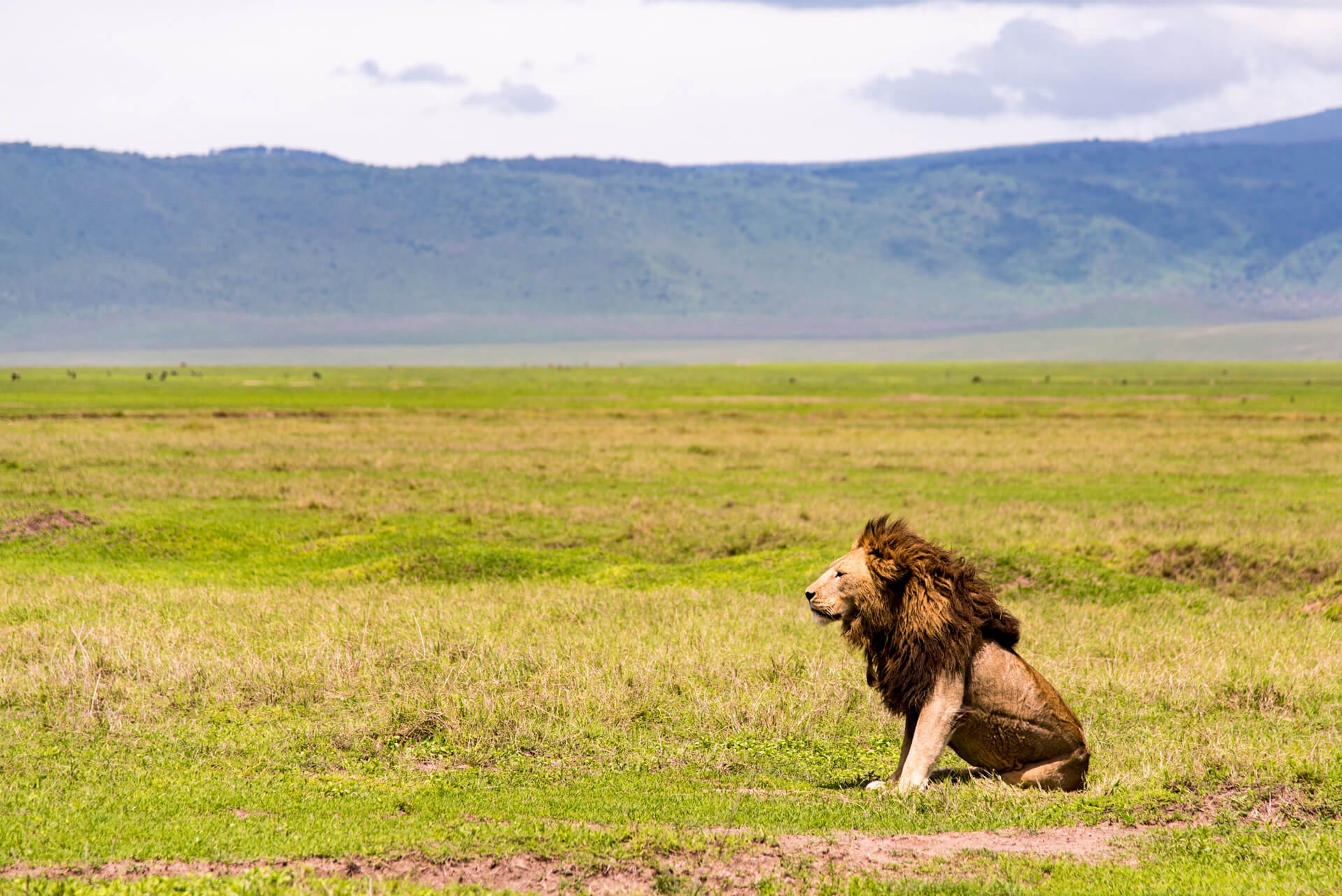 Ngorongoro Crater, Maasai Lion, The Vegan Strategist, 1920x1290 HD Desktop