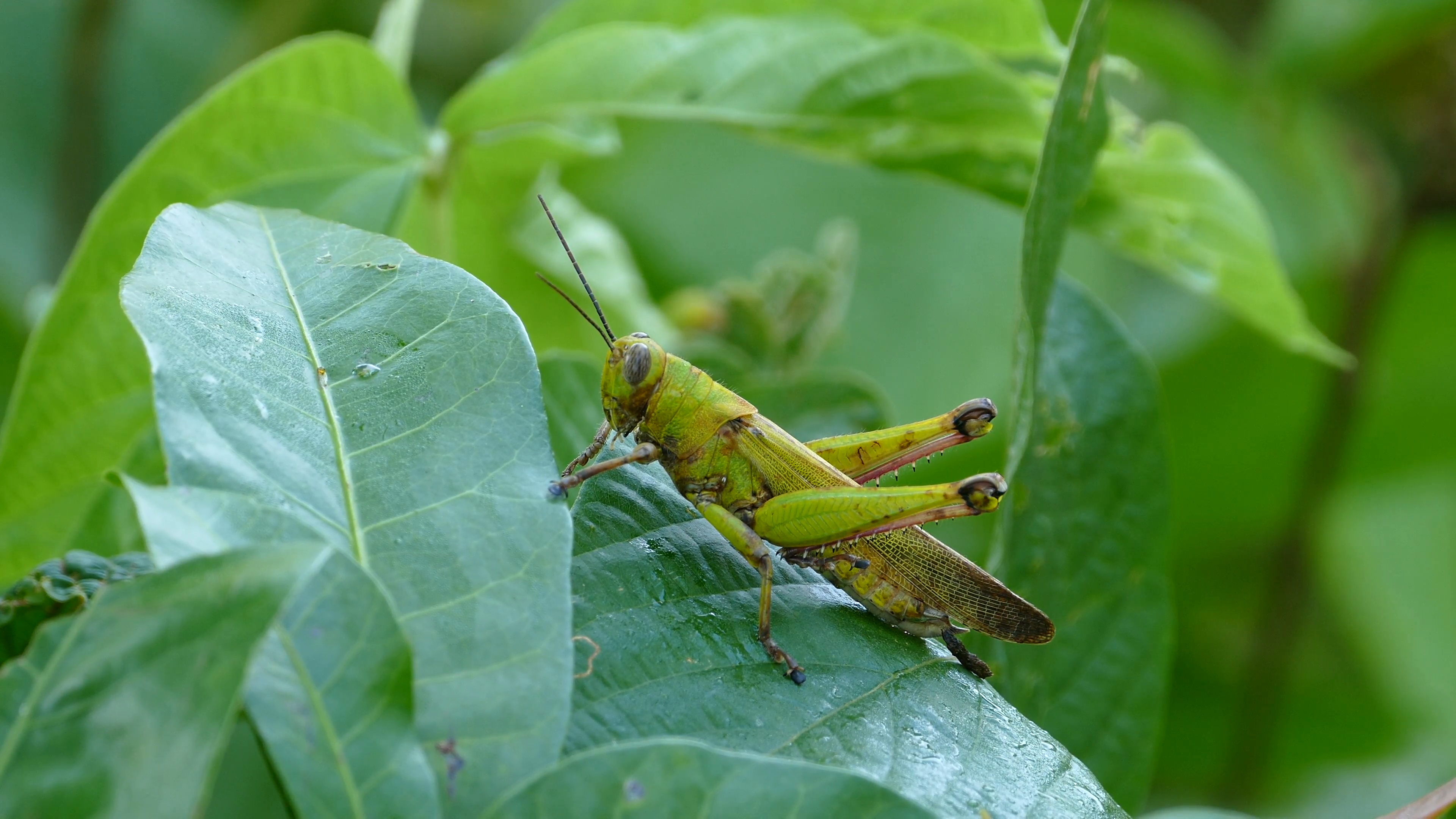 Grasshopper, Free grasshopper images, Download, Animal, 3840x2160 4K Desktop