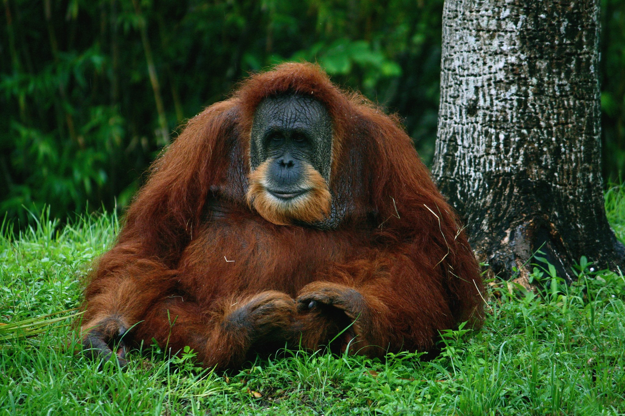 Orangutan wallpaper, Beautiful primate, Nature's wonders, Wildlife sanctuary, 2050x1370 HD Desktop