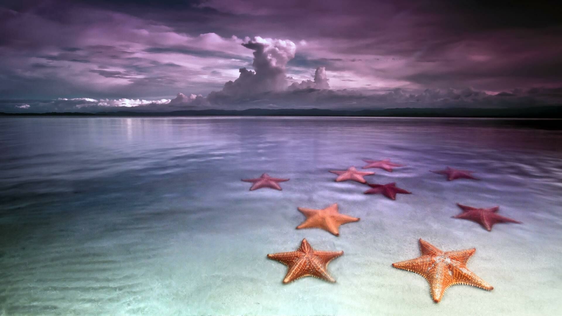 Starfish: Starfish, id:4033247167, beautiful wallpaper. 1920x1080 Full HD Background.