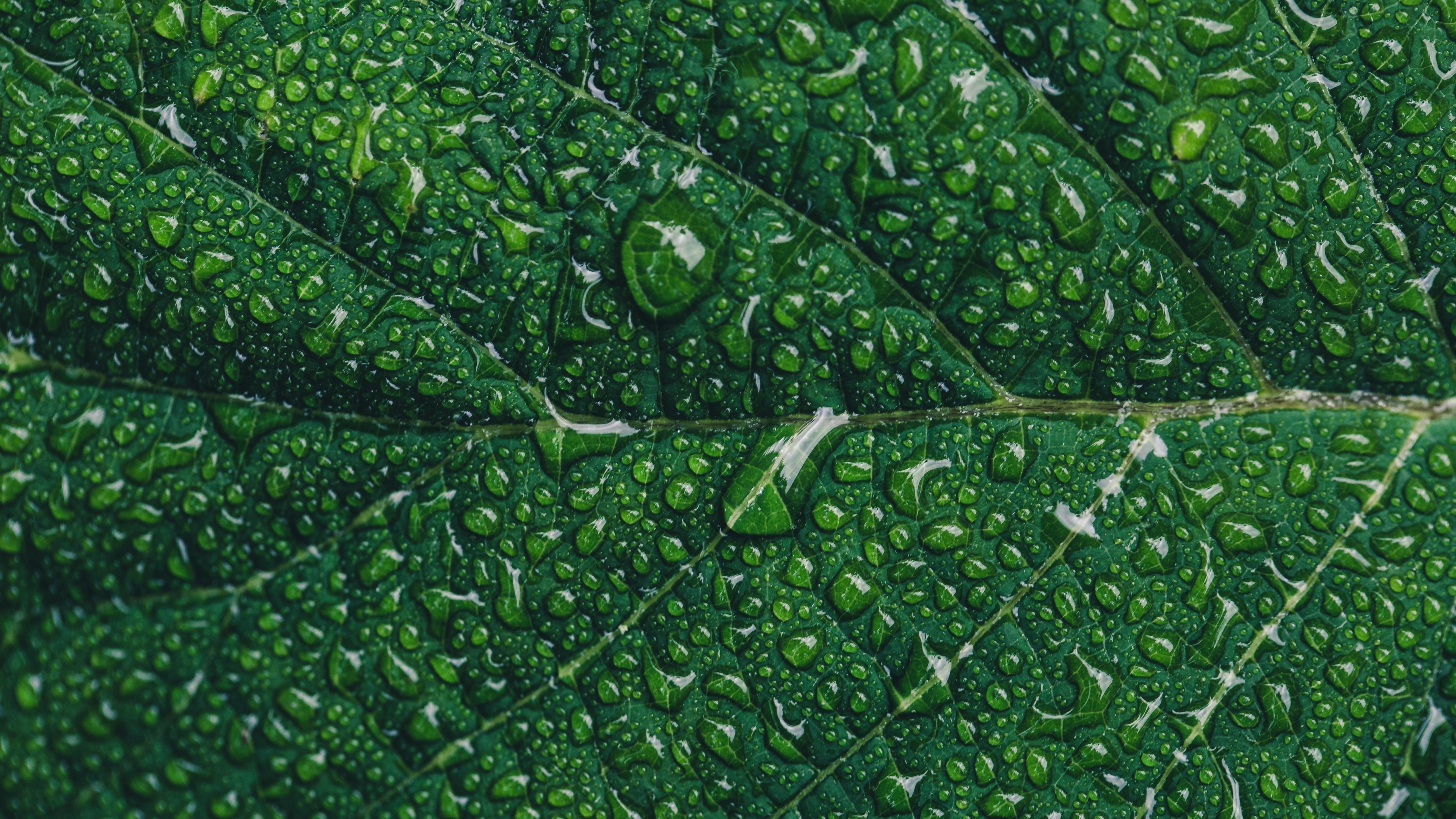 Green Leaf: Close-up raindrops, Complex structure of the leaf, Beauty of nature. 3840x2160 4K Background.