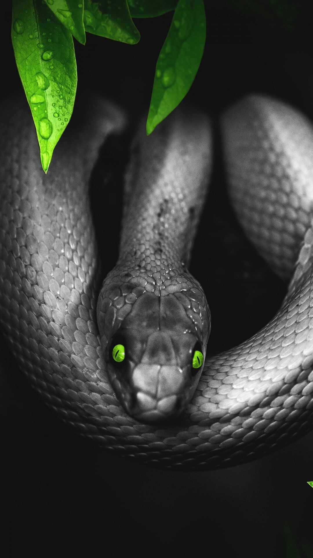 Snake: Scaled reptile, Serpent, Venom, Terrestrial animal, Nature. 1080x1920 Full HD Wallpaper.