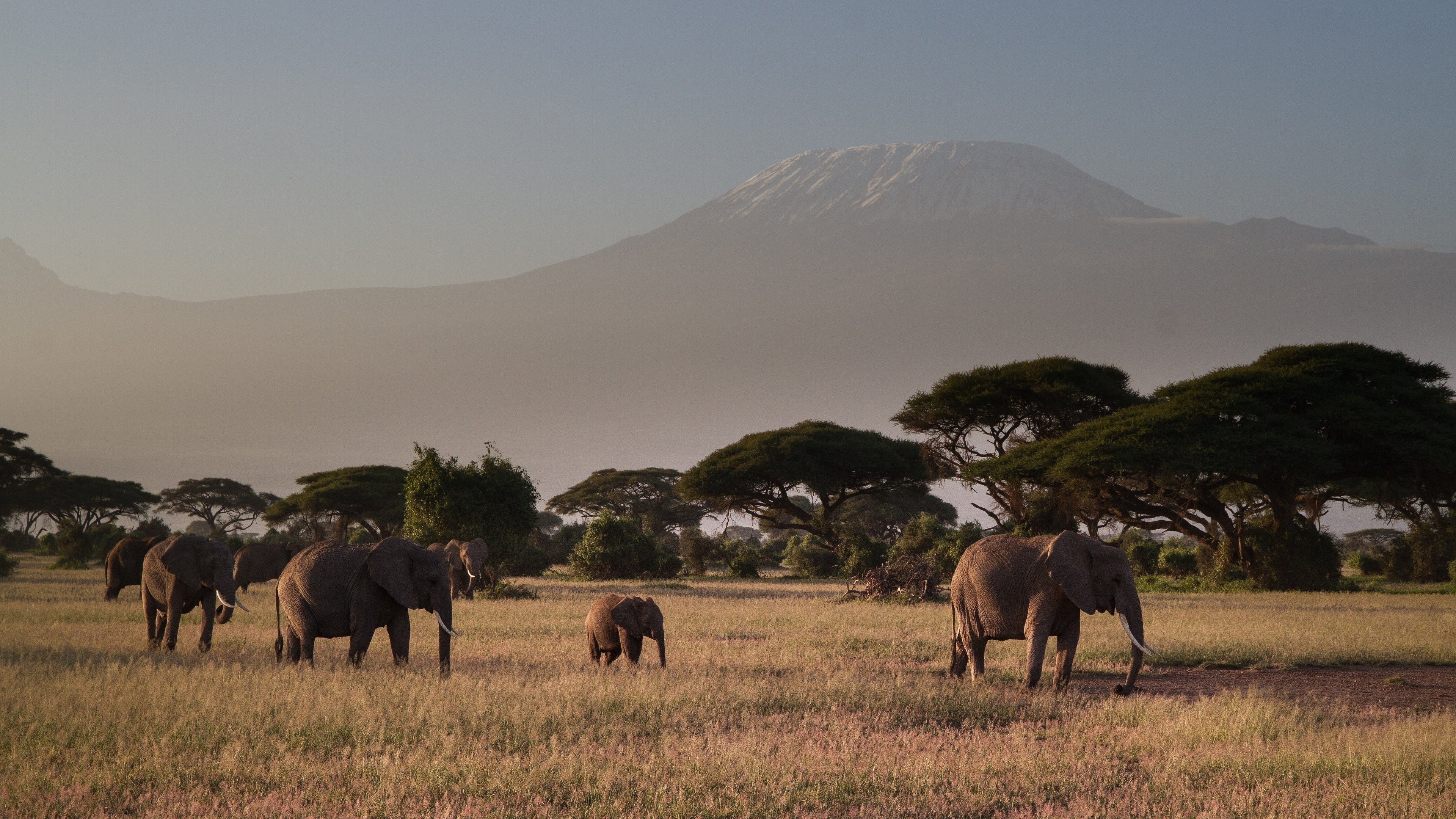 4K elephant wallpapers, Majestic creatures, Wildlife beauty, Nature's wonders, 3840x2160 4K Desktop