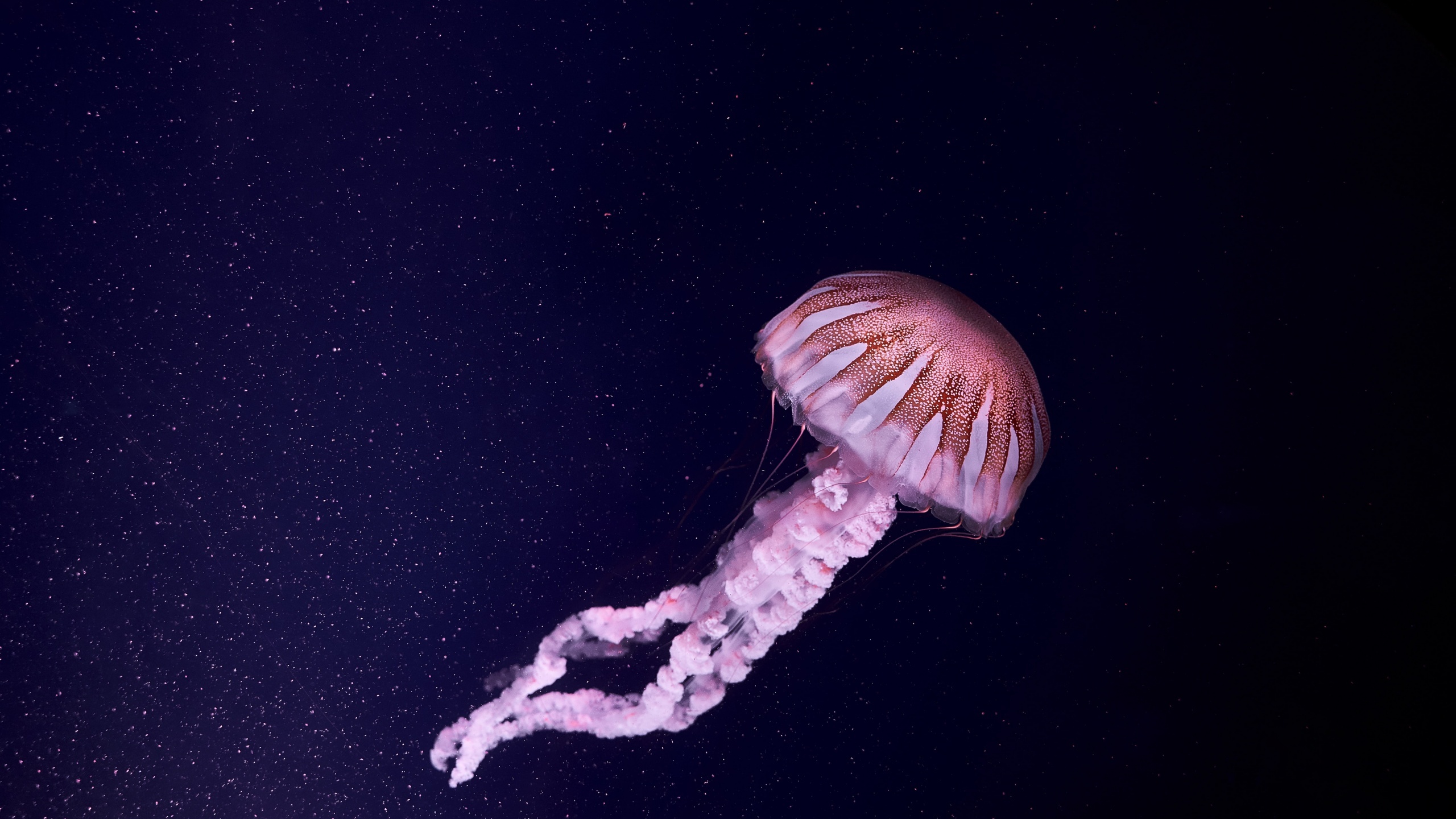 Dark background jellyfish, Mysterious depths, Aquatic marvels, Underwater beauty, 2560x1440 HD Desktop