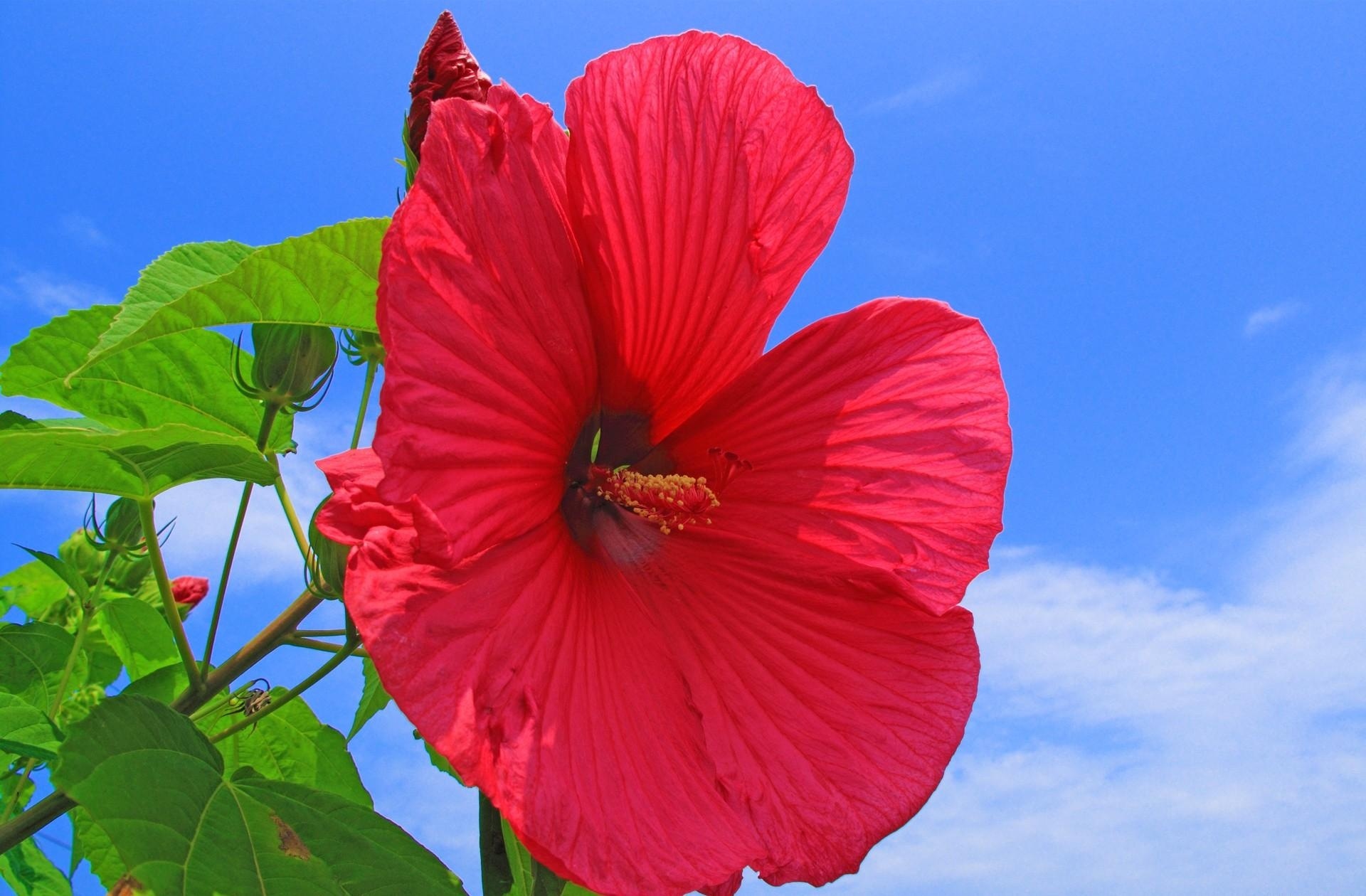 Hawaiian Flower, Download, HD wallpapers, And backgrounds, 1920x1260 HD Desktop