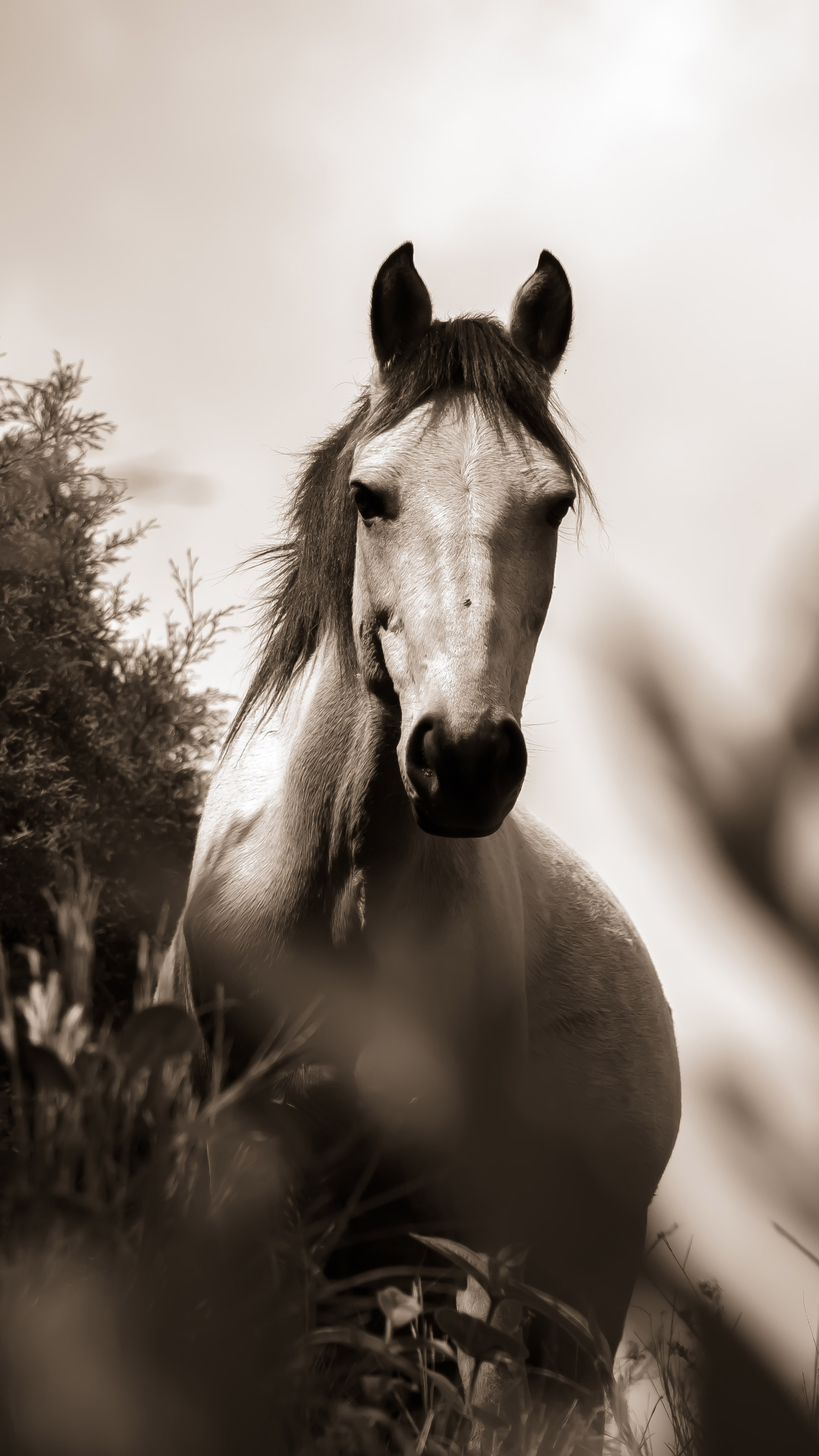 Horse: A hoofed herbivorous mammal of the family Equidae. 2160x3840 4K Wallpaper.