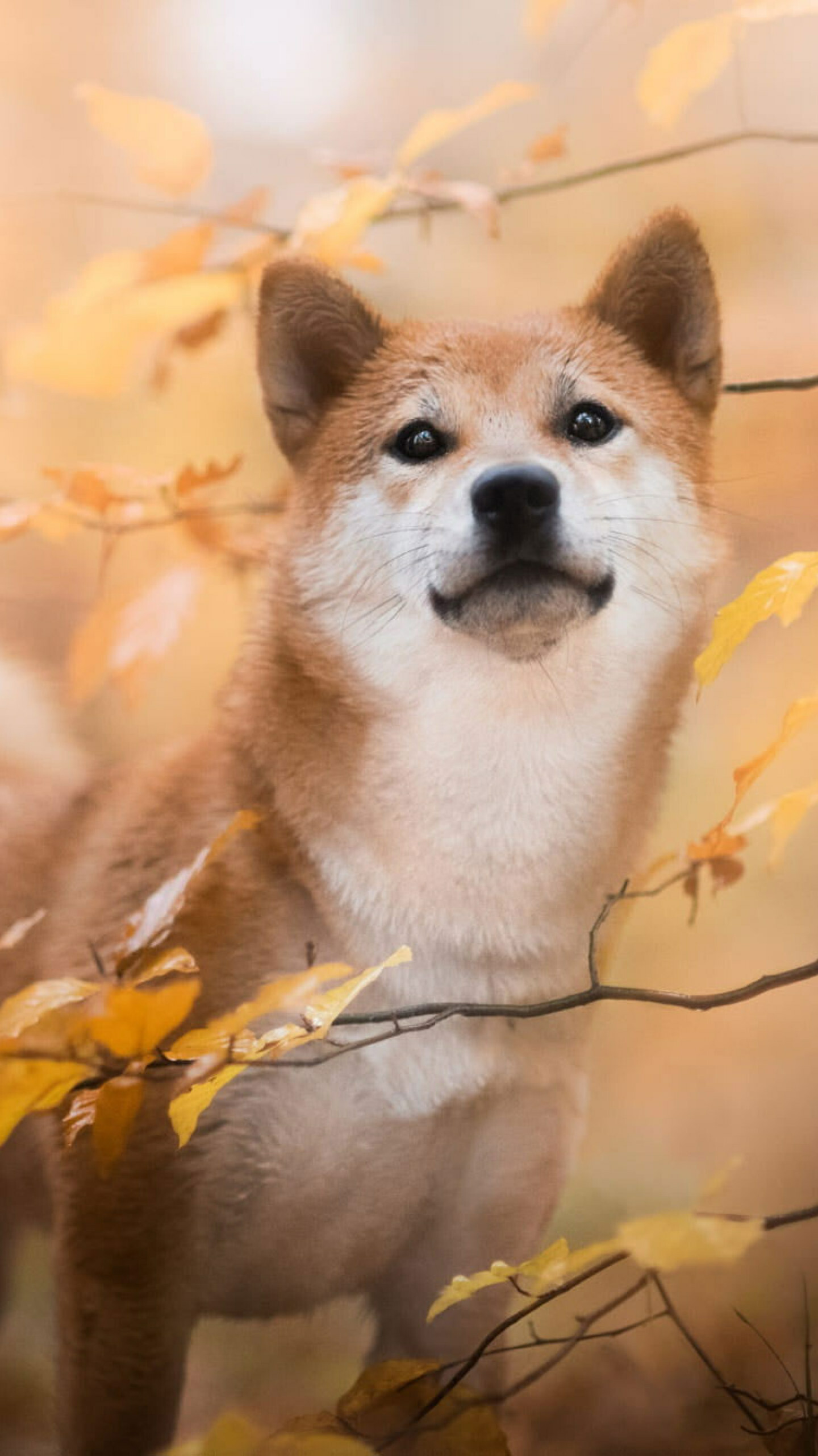 Shiba Inu: Japanese dogs, Baby animal, Fall, Pet, Puppy, Spitz. 1440x2560 HD Wallpaper.