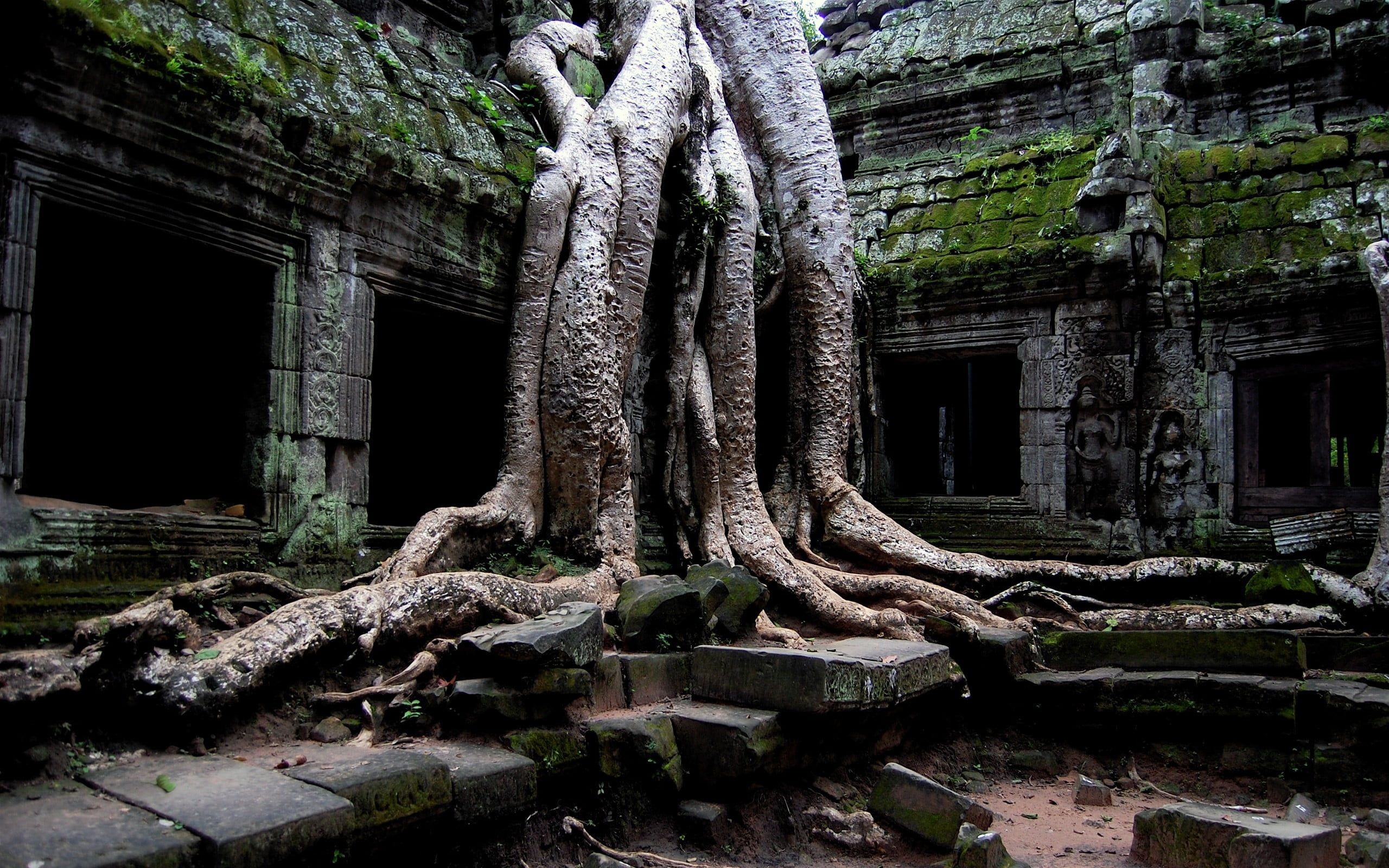 Thailand, Historical Site, Trees, Ruin, 2560x1600 HD Desktop