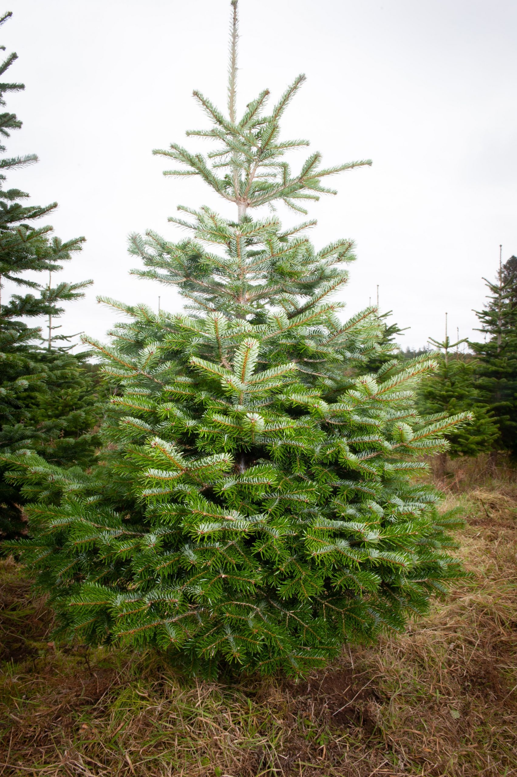 Nordman fir Christmas tree, Festive tradition, Evergreen beauty, Holiday spirit, 1710x2560 HD Phone
