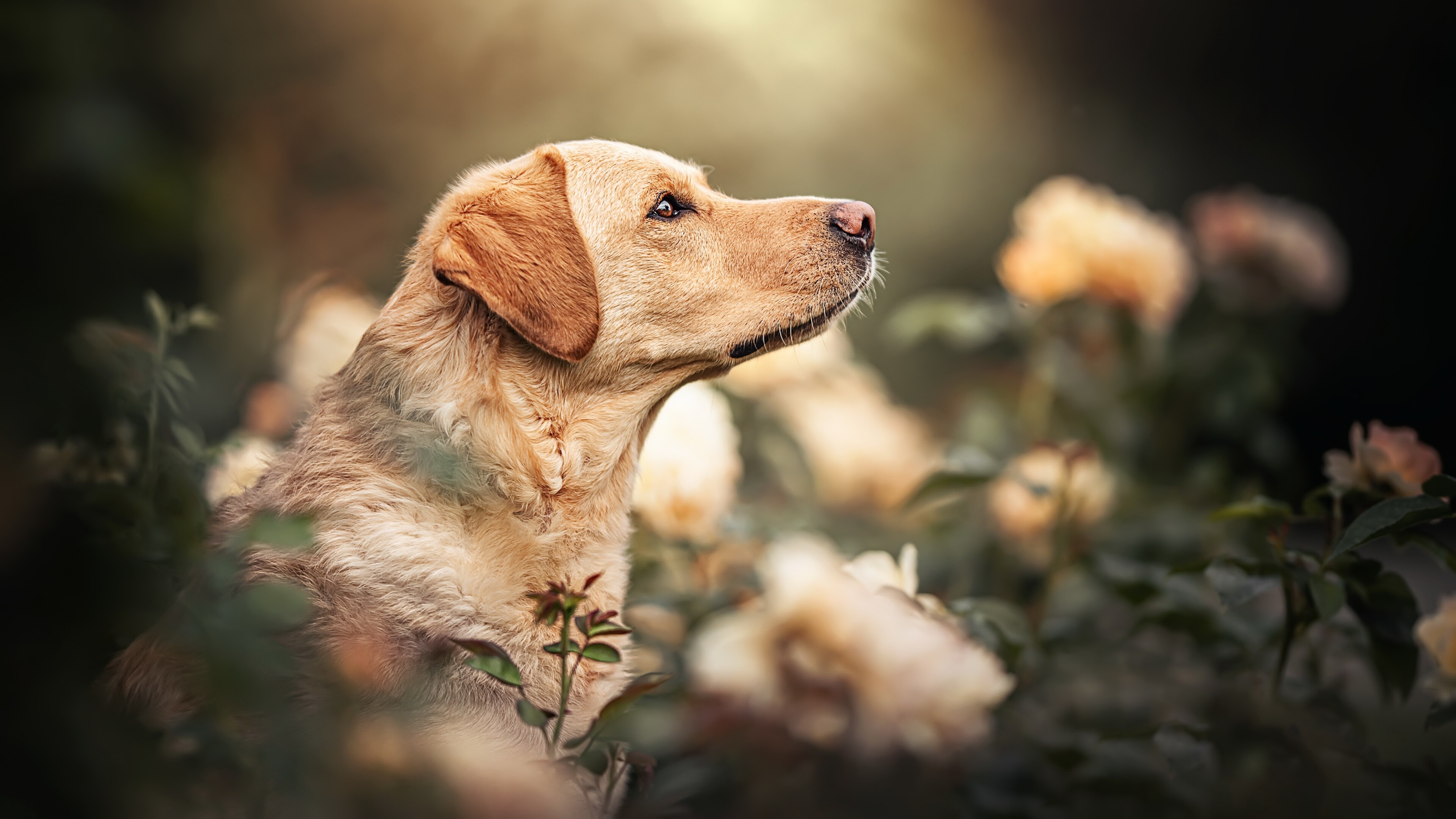 Labrador: A British breed of retriever gun dog. 3840x2160 4K Wallpaper.