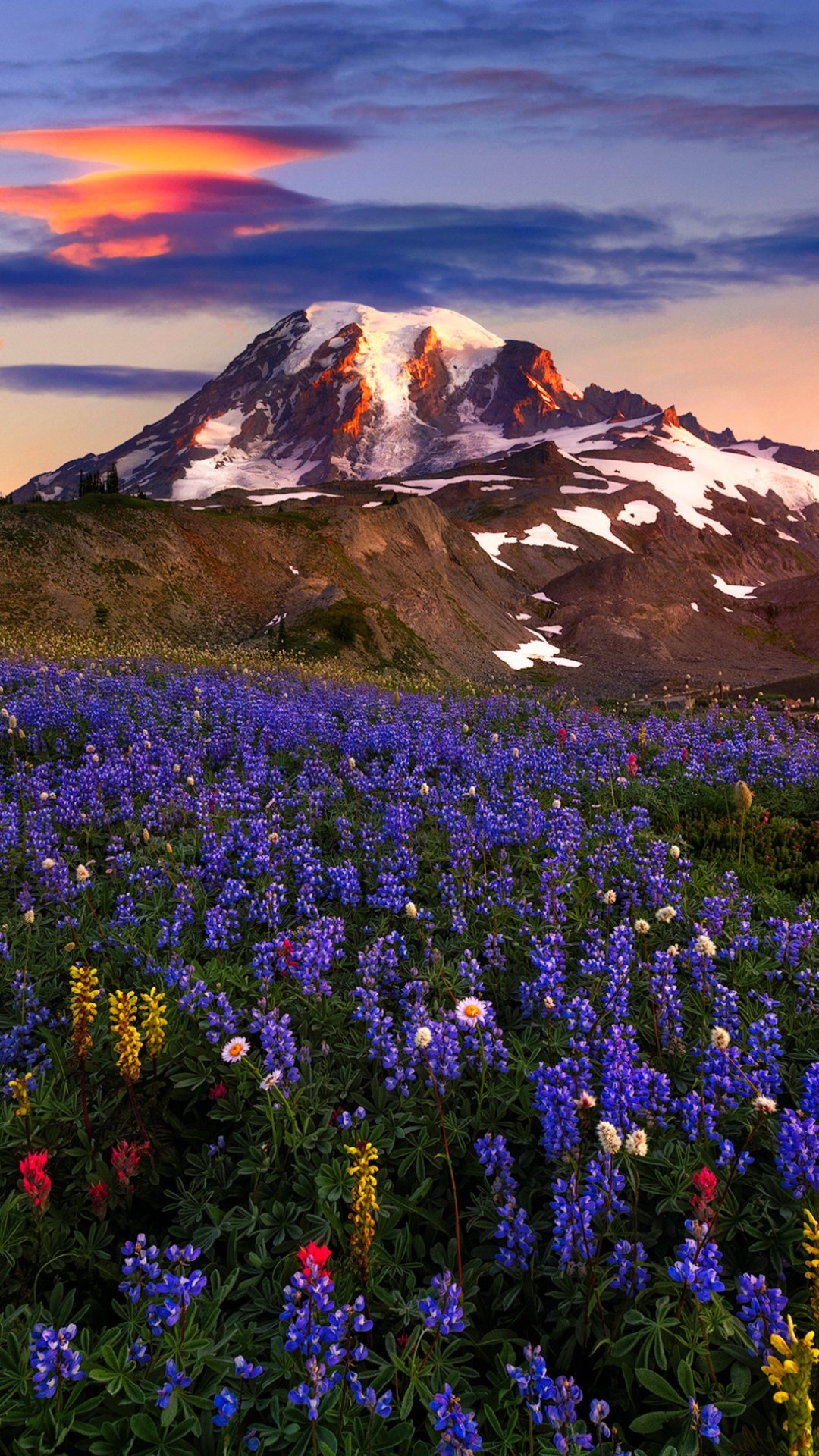 Bluebonnet, Earth meadow, Nature's beauty, Serene landscapes, 1080x1920 Full HD Phone