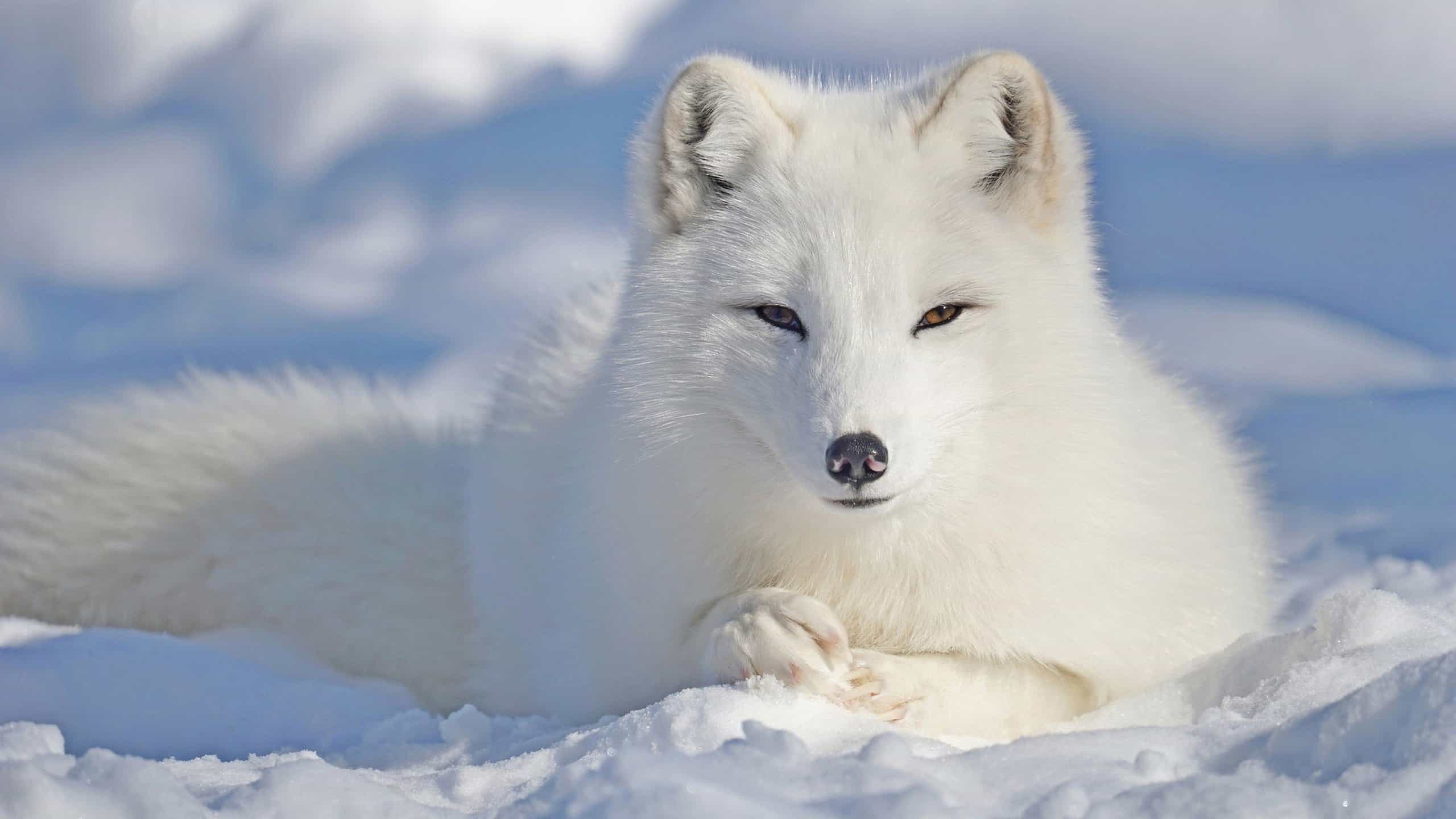 Beautiful arctic fox, Hardy nature, Arctic animals, Kingdoms of TV, 2560x1440 HD Desktop