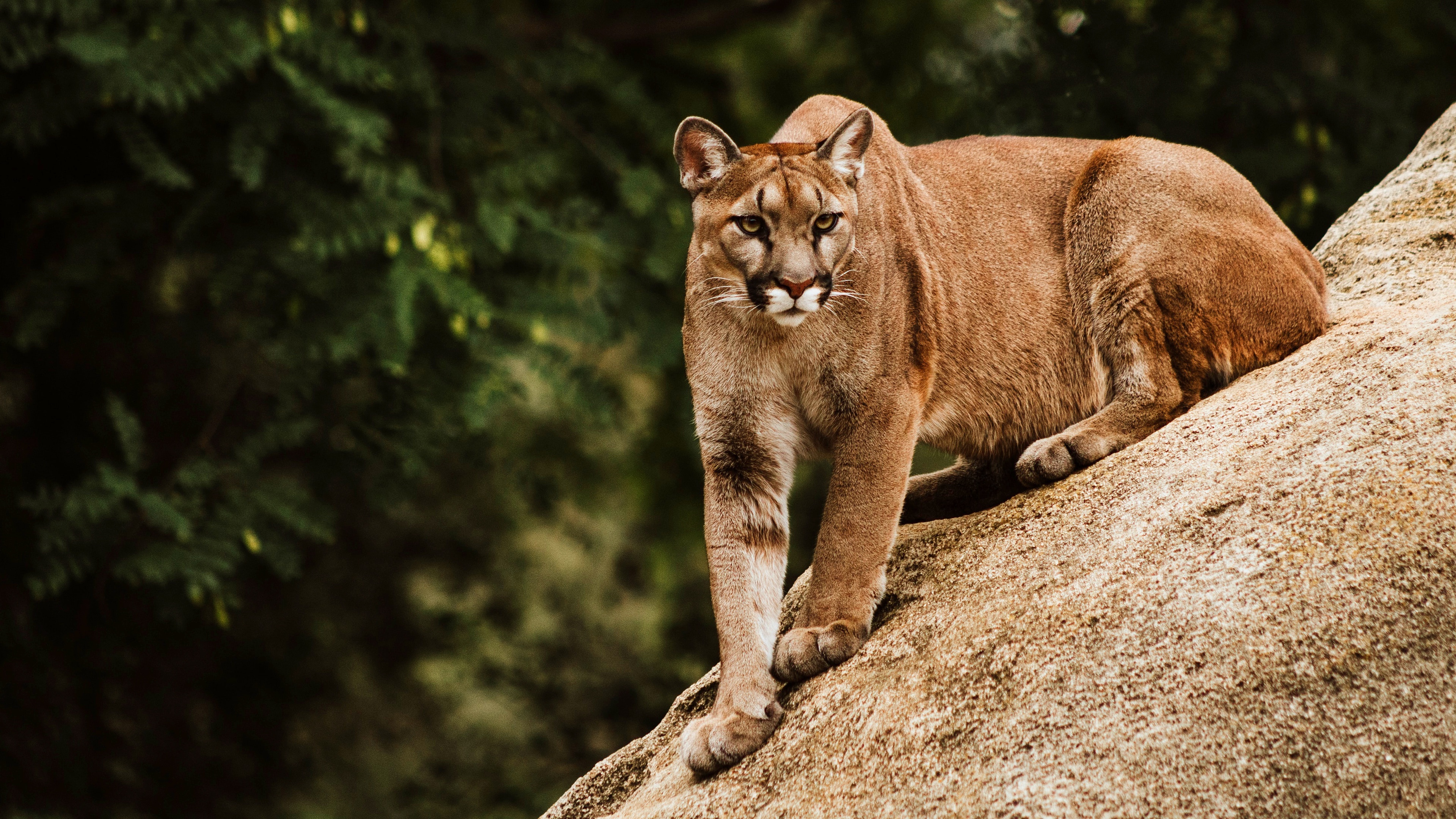 Cougar, 4K ultra wallpaper, Wildlife photography, Untouched wilderness, 3840x2160 4K Desktop