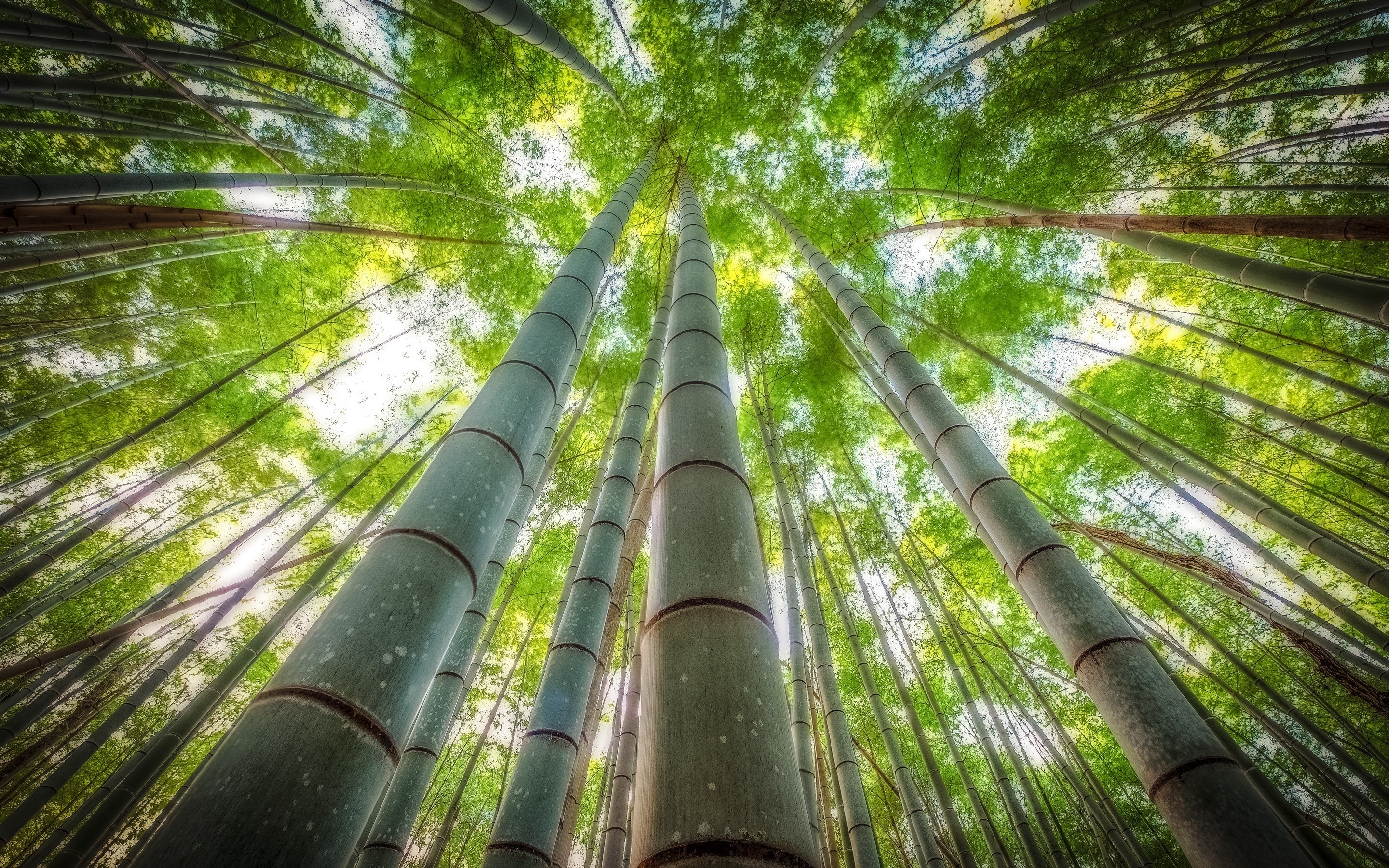 Bamboo: Evergreen forest, Nature, A giant woody grass which is grown chiefly in the tropics. 2880x1800 HD Wallpaper.