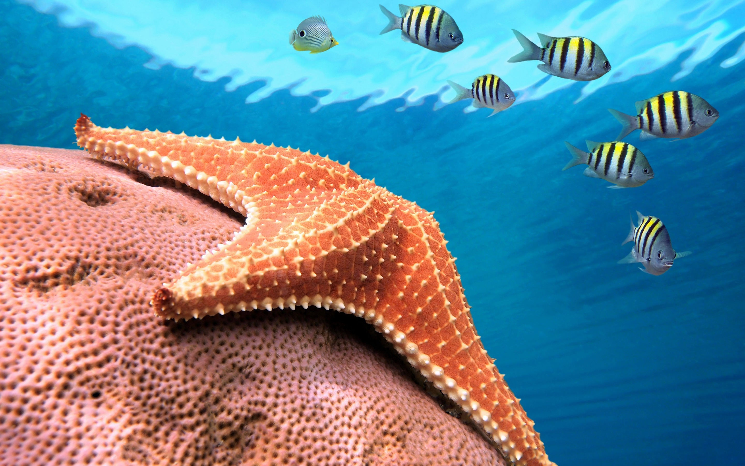 Sea Star: Can shed arms as a means of defense, Fish, Underwater. 2880x1800 HD Wallpaper.