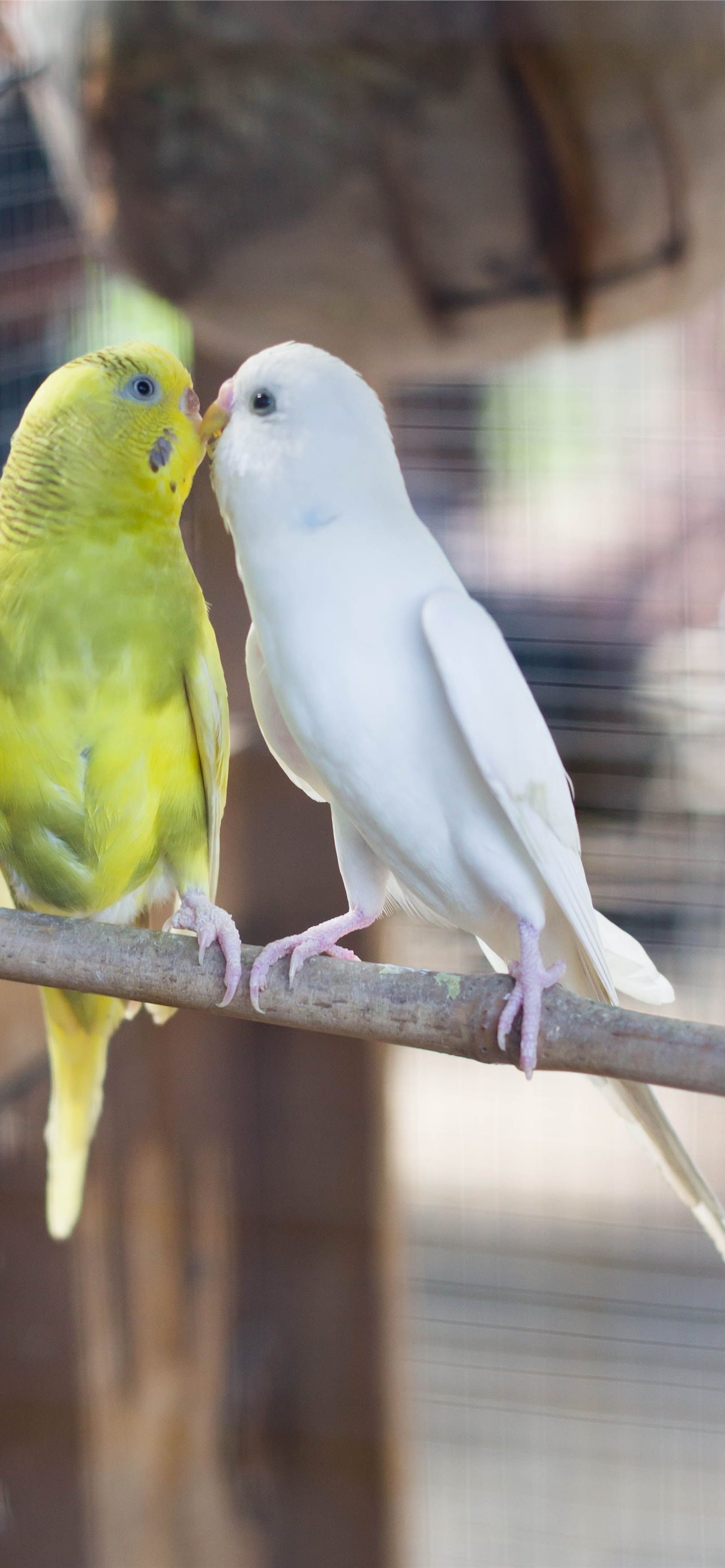 Best lovebirds iPhone, HD wallpapers, Images, Photos, 1290x2780 HD Phone