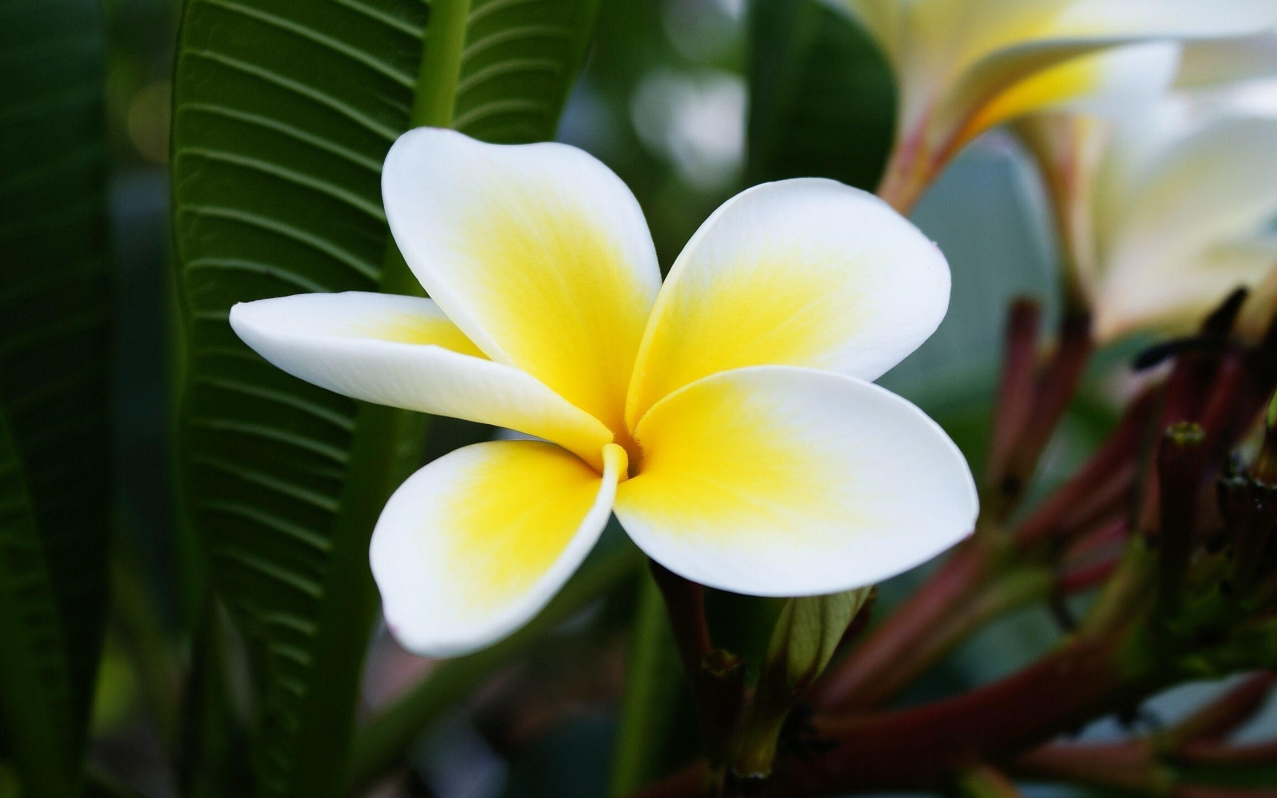 Frangipani Flower: The various species differ in their leaf shape and arrangement, Flowering plant. 2560x1600 HD Wallpaper.