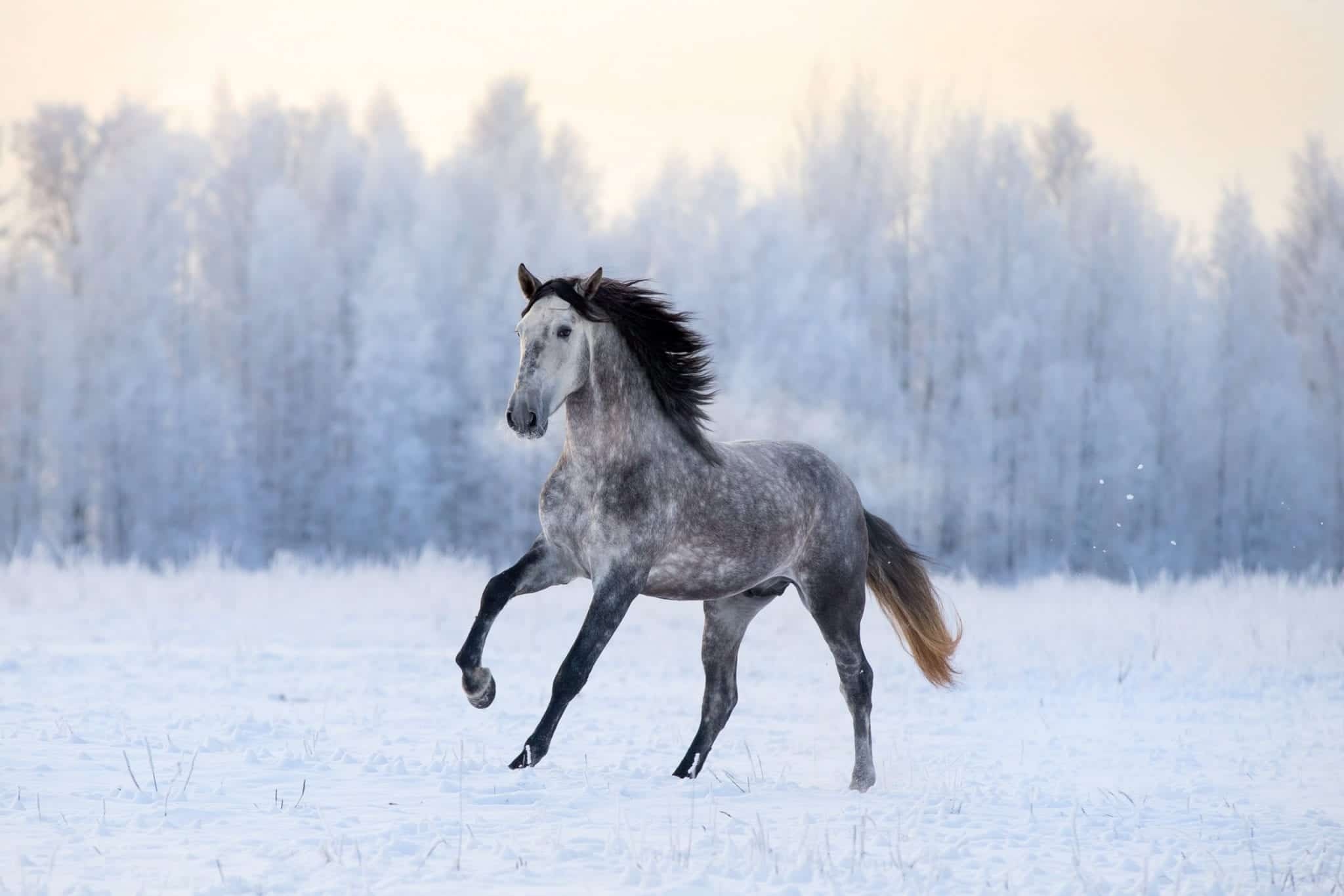Winter hoof care, Horses in snow and ice, Preventing slips, Equine safety, 2050x1370 HD Desktop